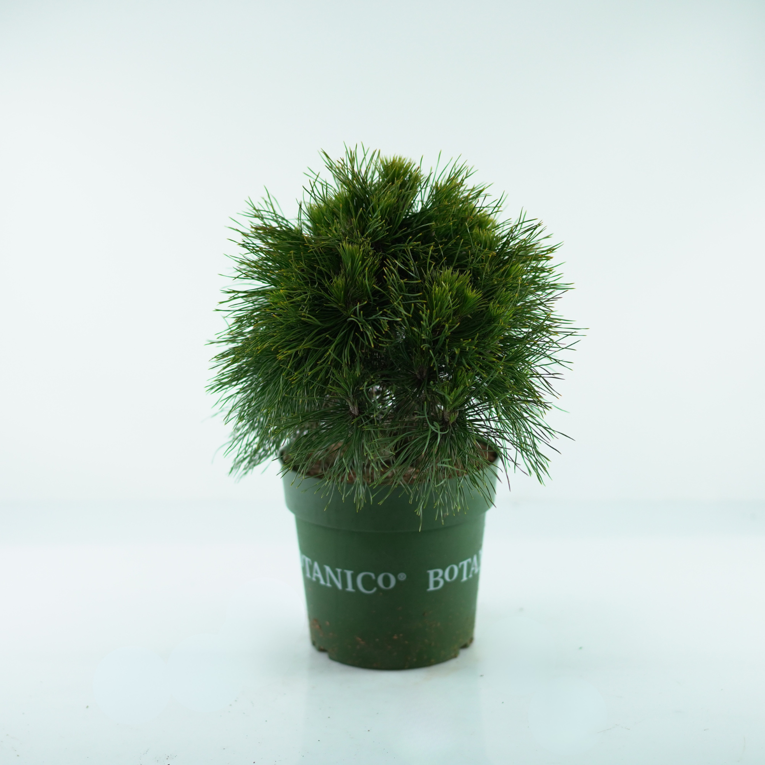 PINUS MUGO 'VARELLA' Sosna górska