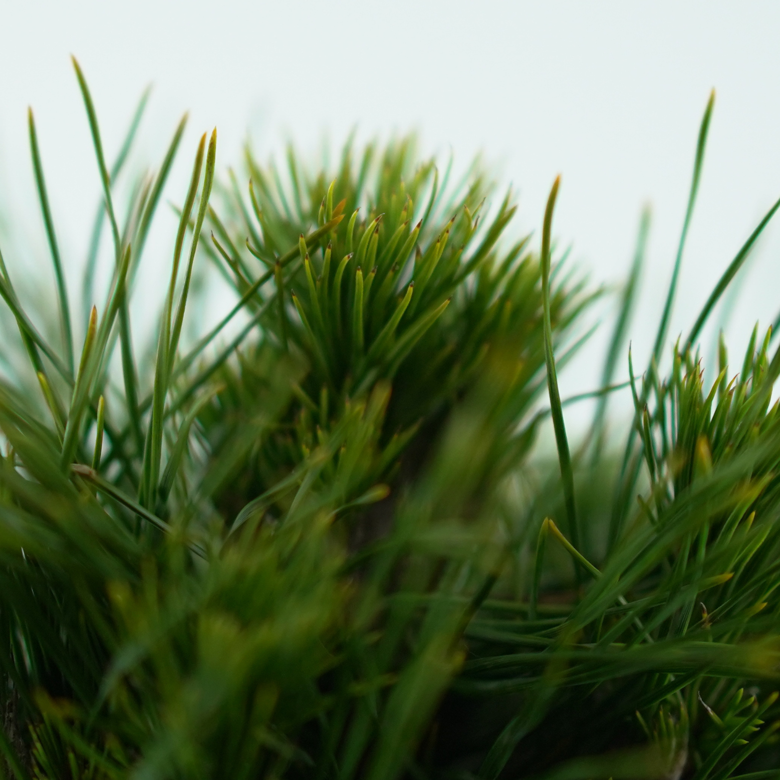 PINUS MUGO 'VARELLA' Sosna górska