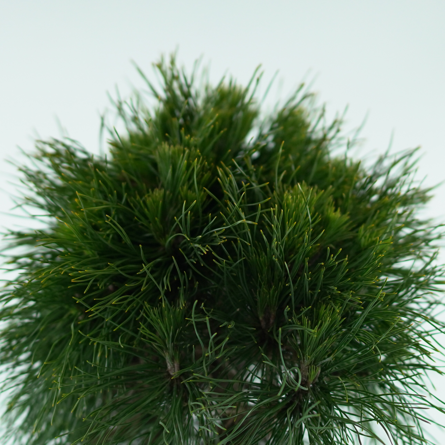 PINUS MUGO 'VARELLA' Sosna górska