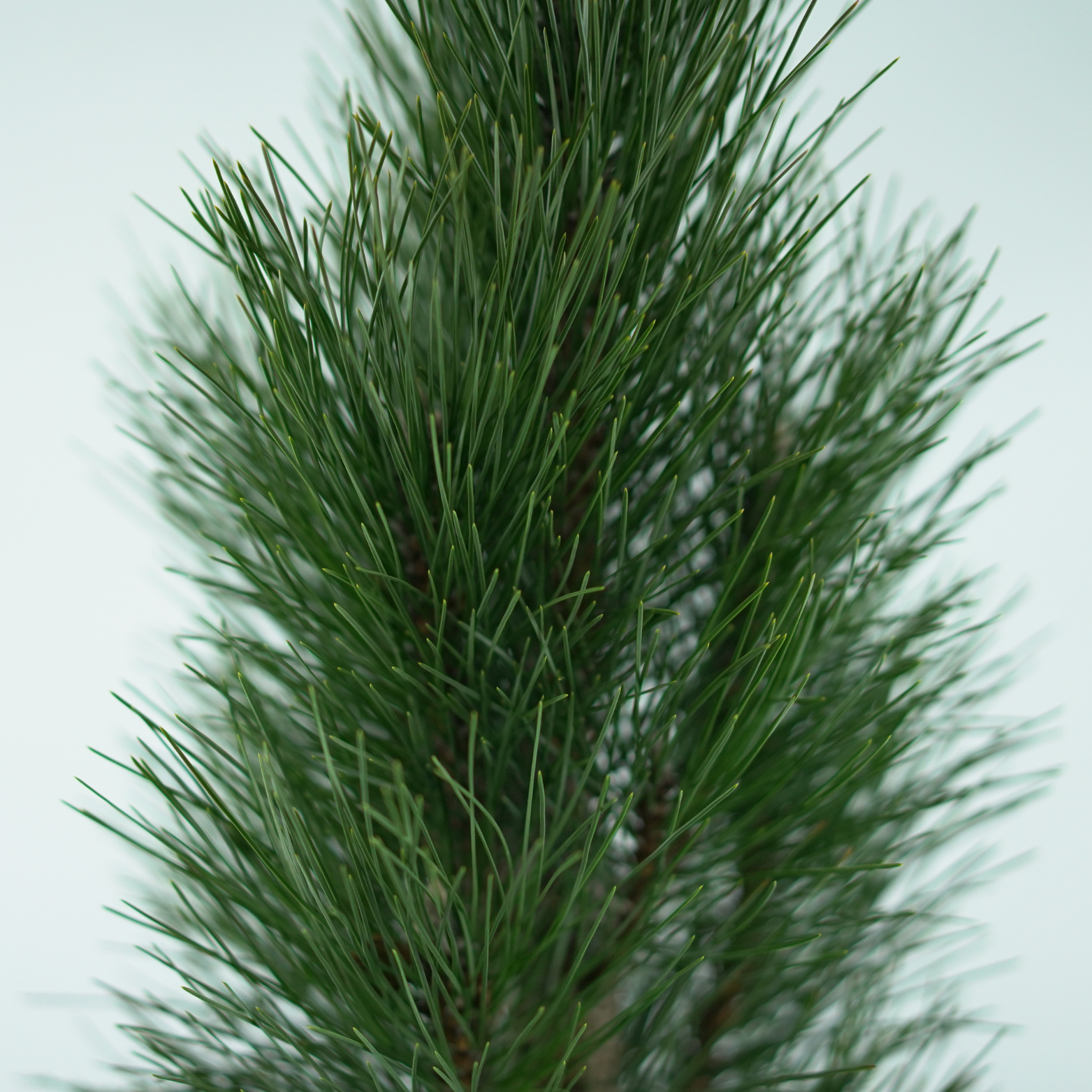 PINUS NIGRA 'GREEN TOWER' Sosna czarna