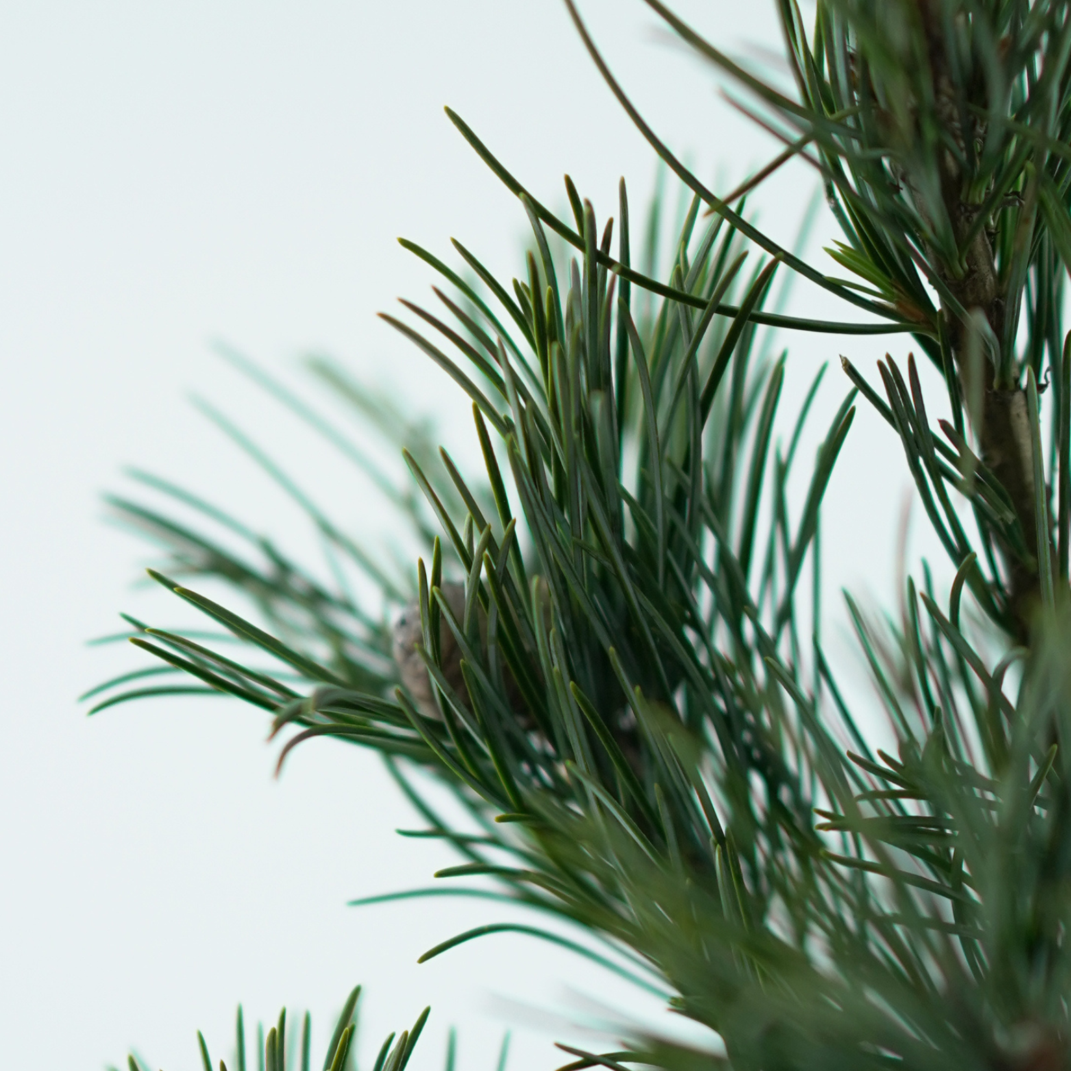 PINUS PARVIFLORA 'MACOPIN' Sosna drobnokwiatowa