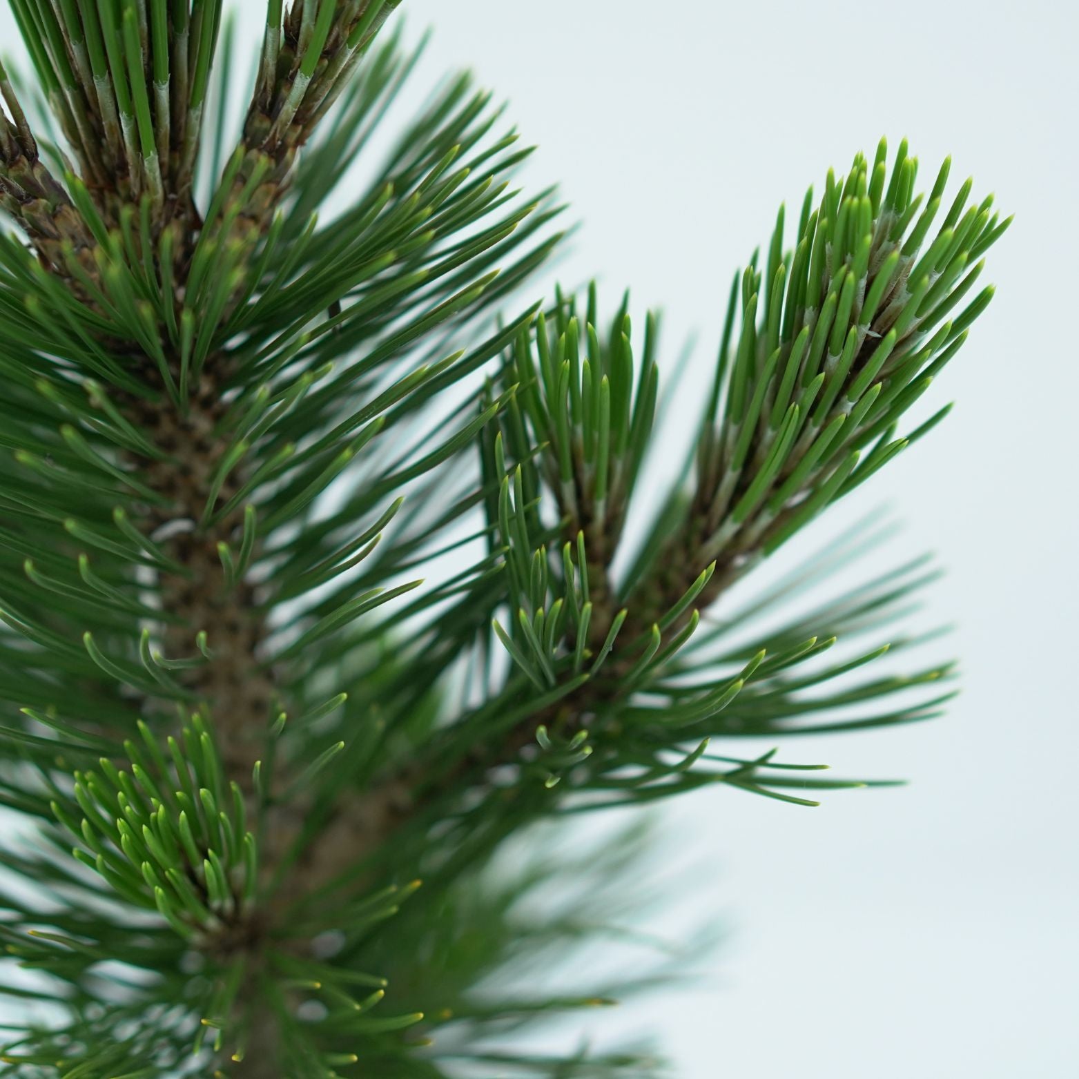 PINUS LEUCODERMIS 'LITTLE DRACULA Sosna bośniacka