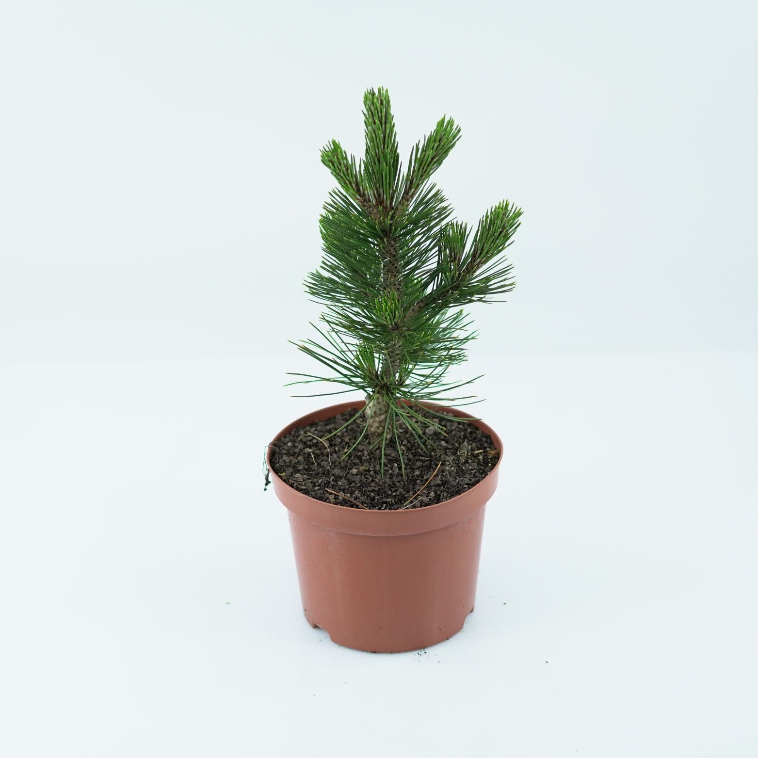 PINUS LEUCODERMIS 'LITTLE DRACULA Sosna bośniacka