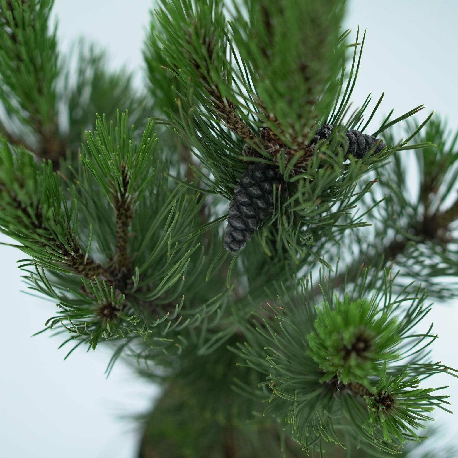 PINUS LEUCODERMIS 'SATELLIT' Sosna bośniacka