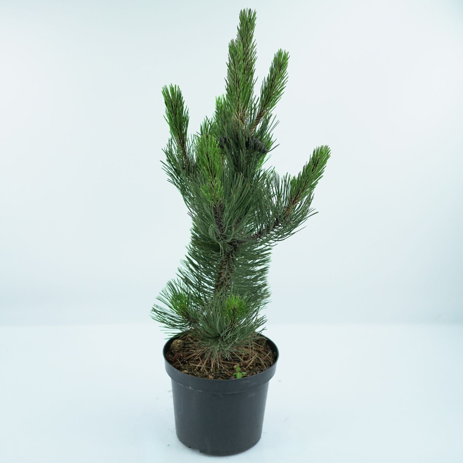PINUS LEUCODERMIS 'SATELLIT' Sosna bośniacka