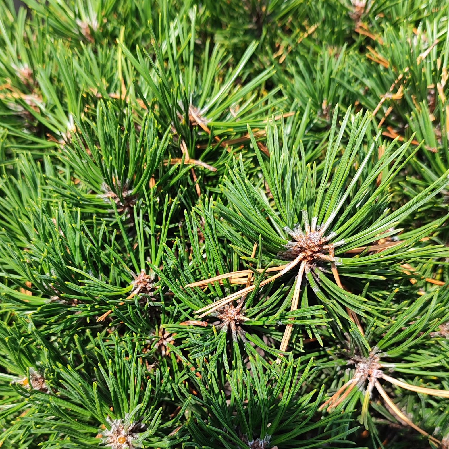 PINUS MUGO 'GNOM' Sosna kosodrzewina
