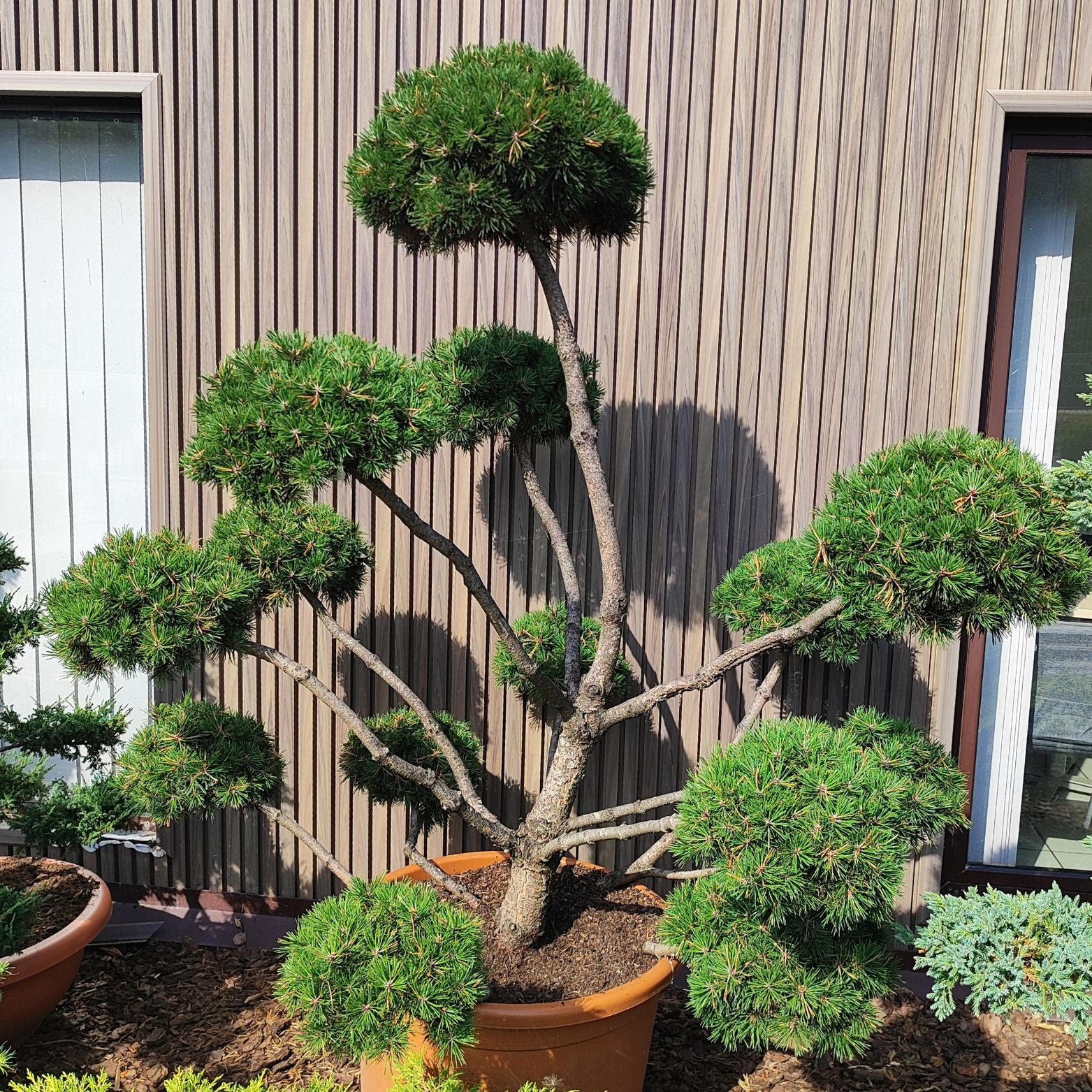 PINUS MUGO 'GNOM' Sosna kosodrzewina