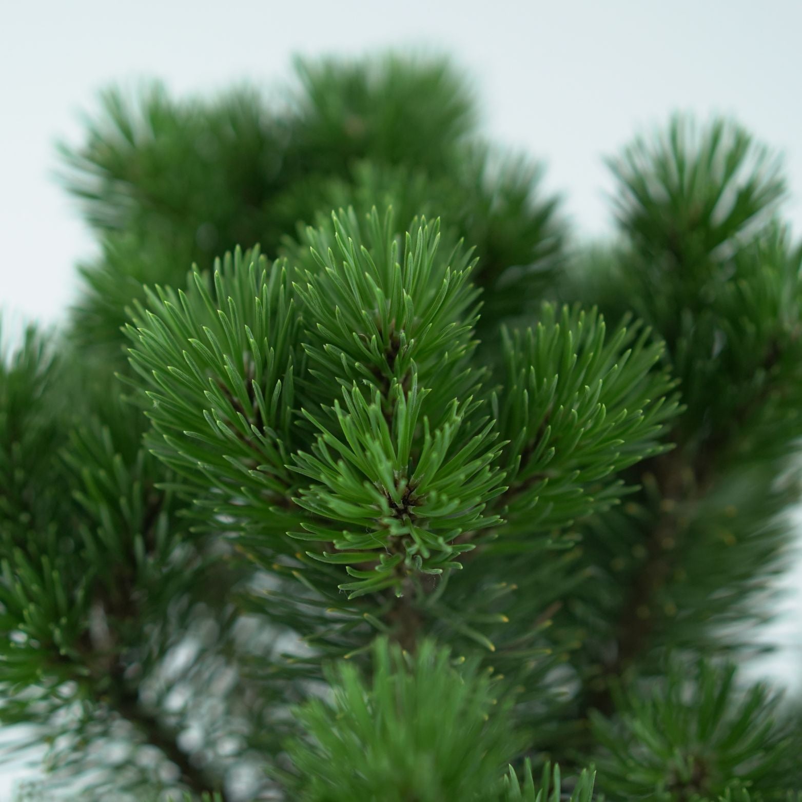 PINUS MUGO 'MOPS' Sosna kosodrzewina