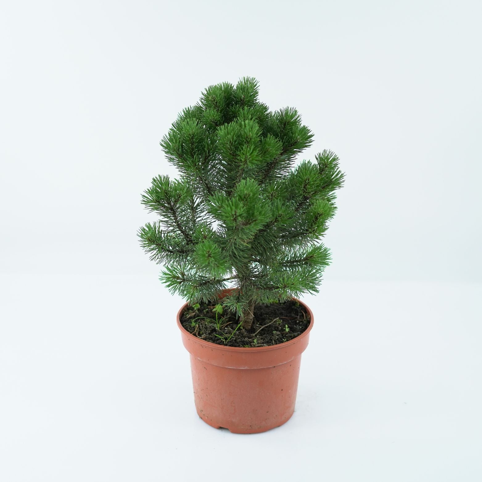 PINUS MUGO 'MOPS' Sosna kosodrzewina