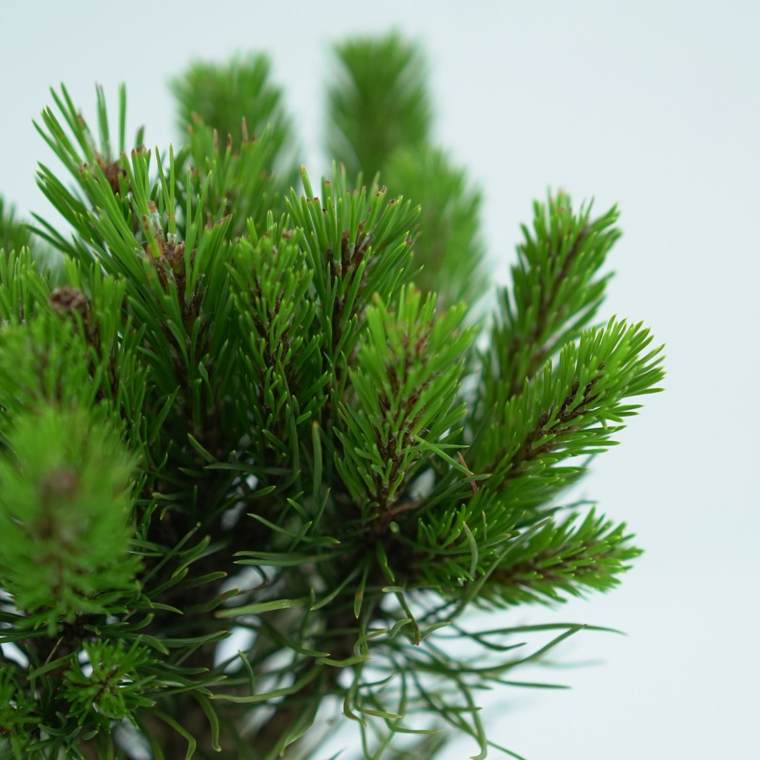 PINUS MUGO 'UNCINATA' Sosna górska