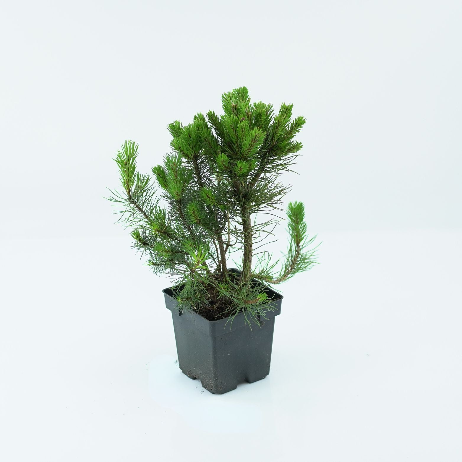 PINUS MUGO 'UNCINATA' Sosna górska