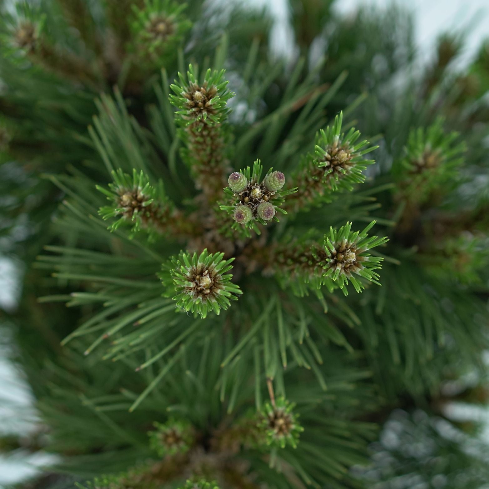PINUS NIGRA 'NANA' Sosna czarna