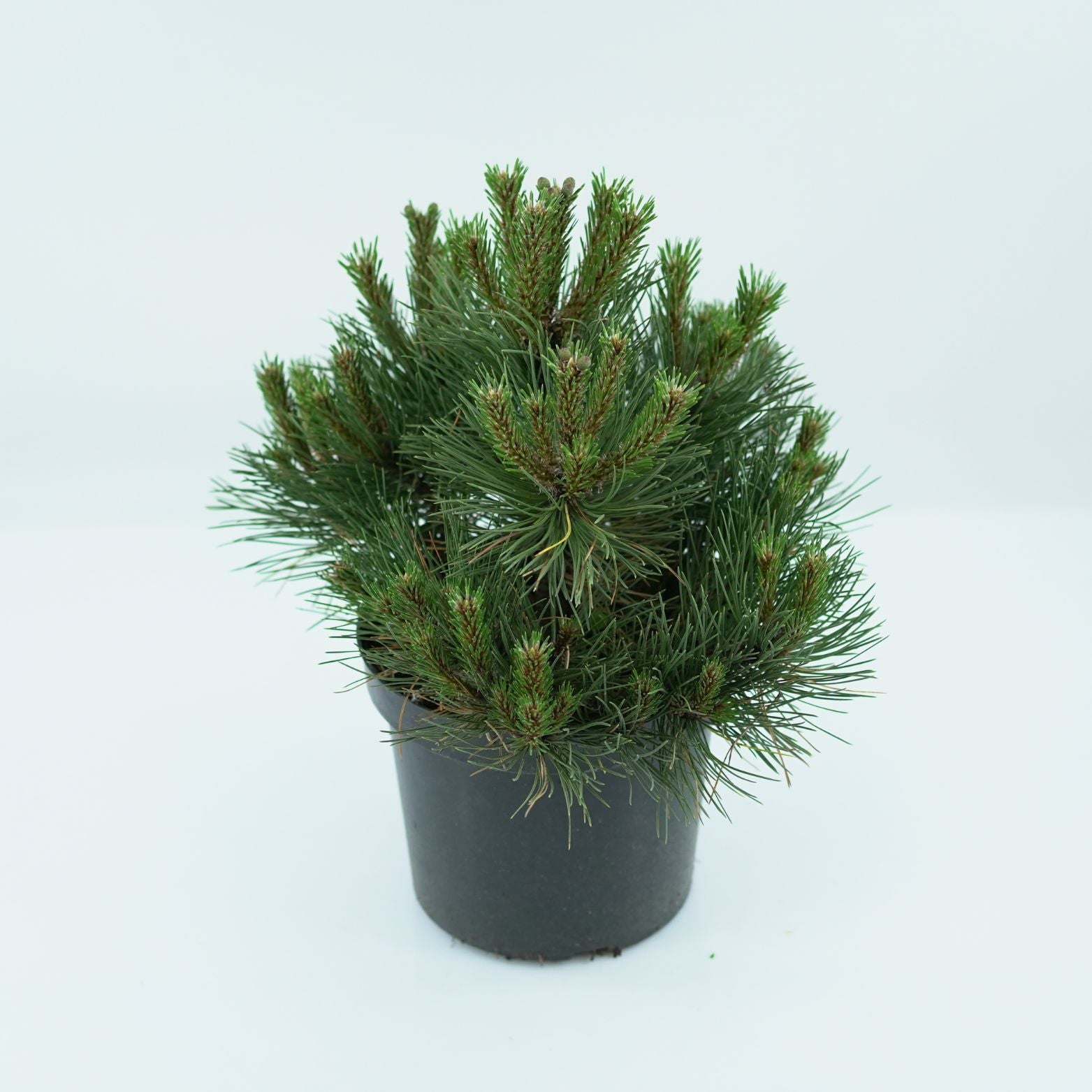 PINUS NIGRA 'NANA' Sosna czarna