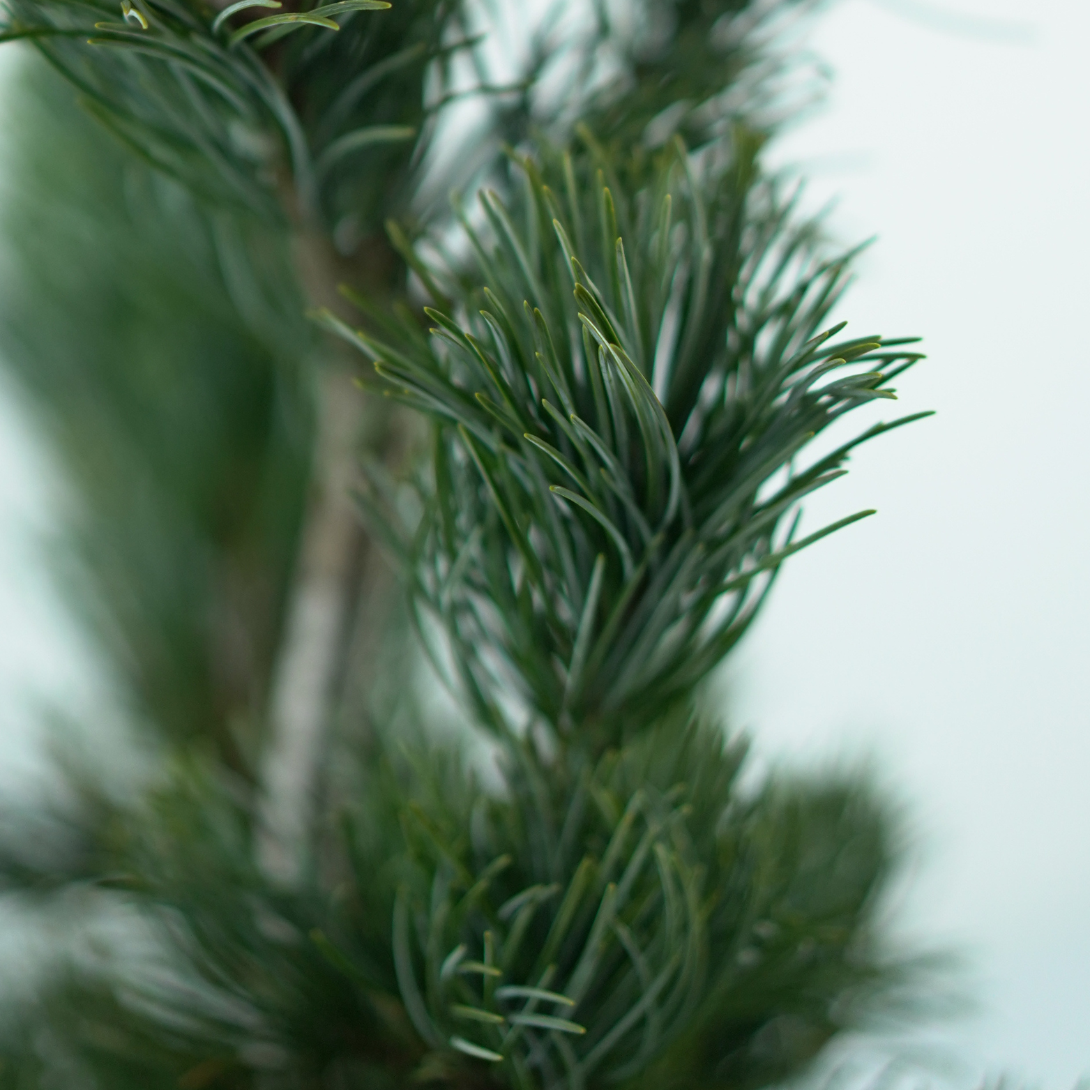 PINUS PARVIFLORA 'GLAUCA' Sosna drobnokwiatowa