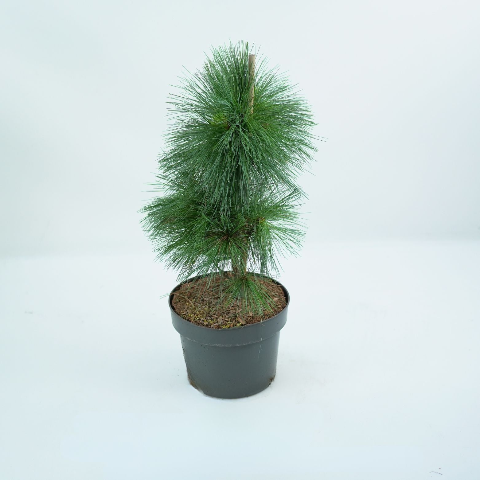 PINUS SCHWERINII 'WIETHORST' Sosna Schwerina