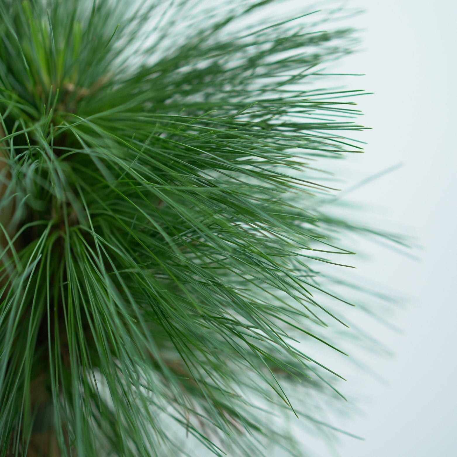 PINUS SCHWERINII 'WIETHORST' Sosna Schwerina