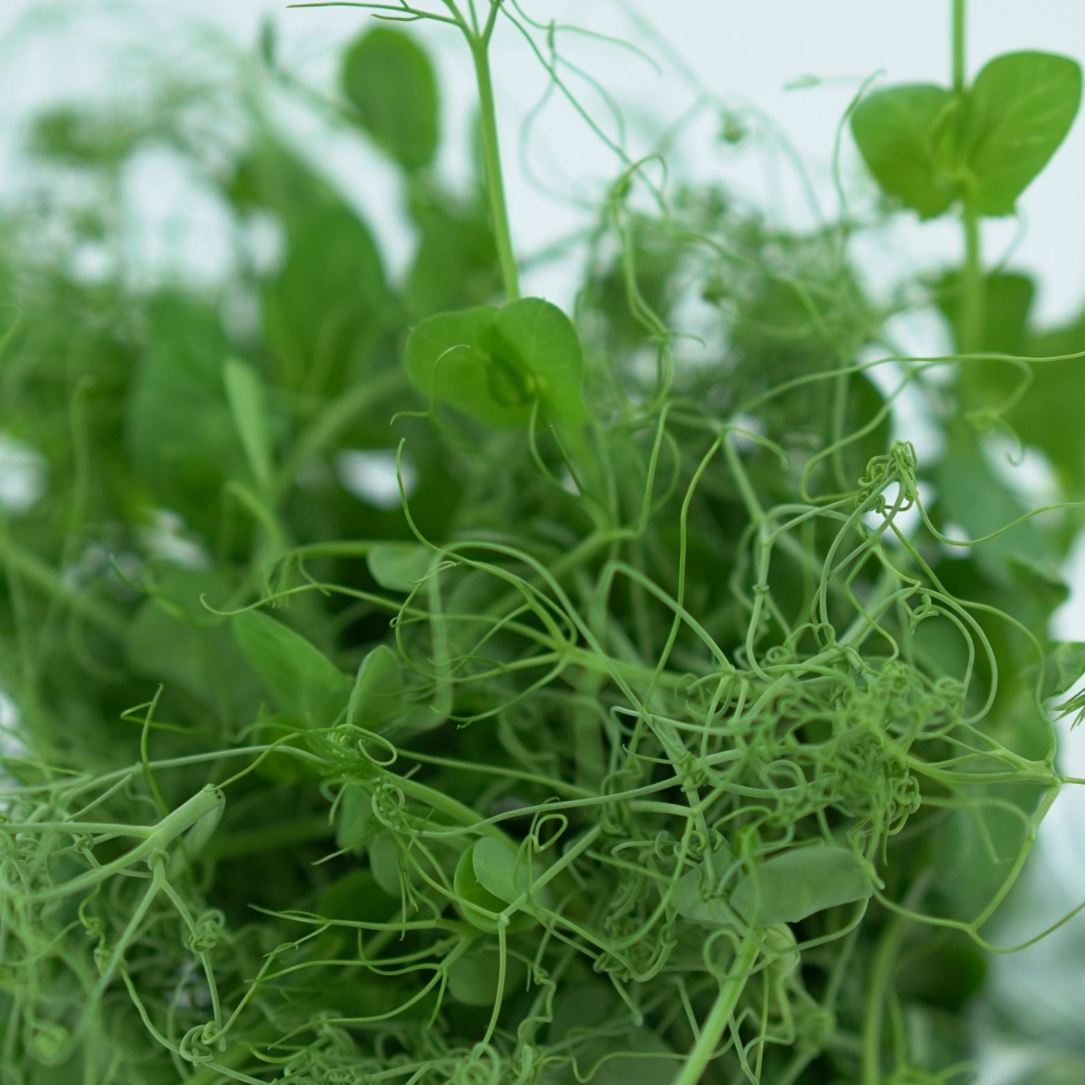 PISUM SATIVUM Groszek