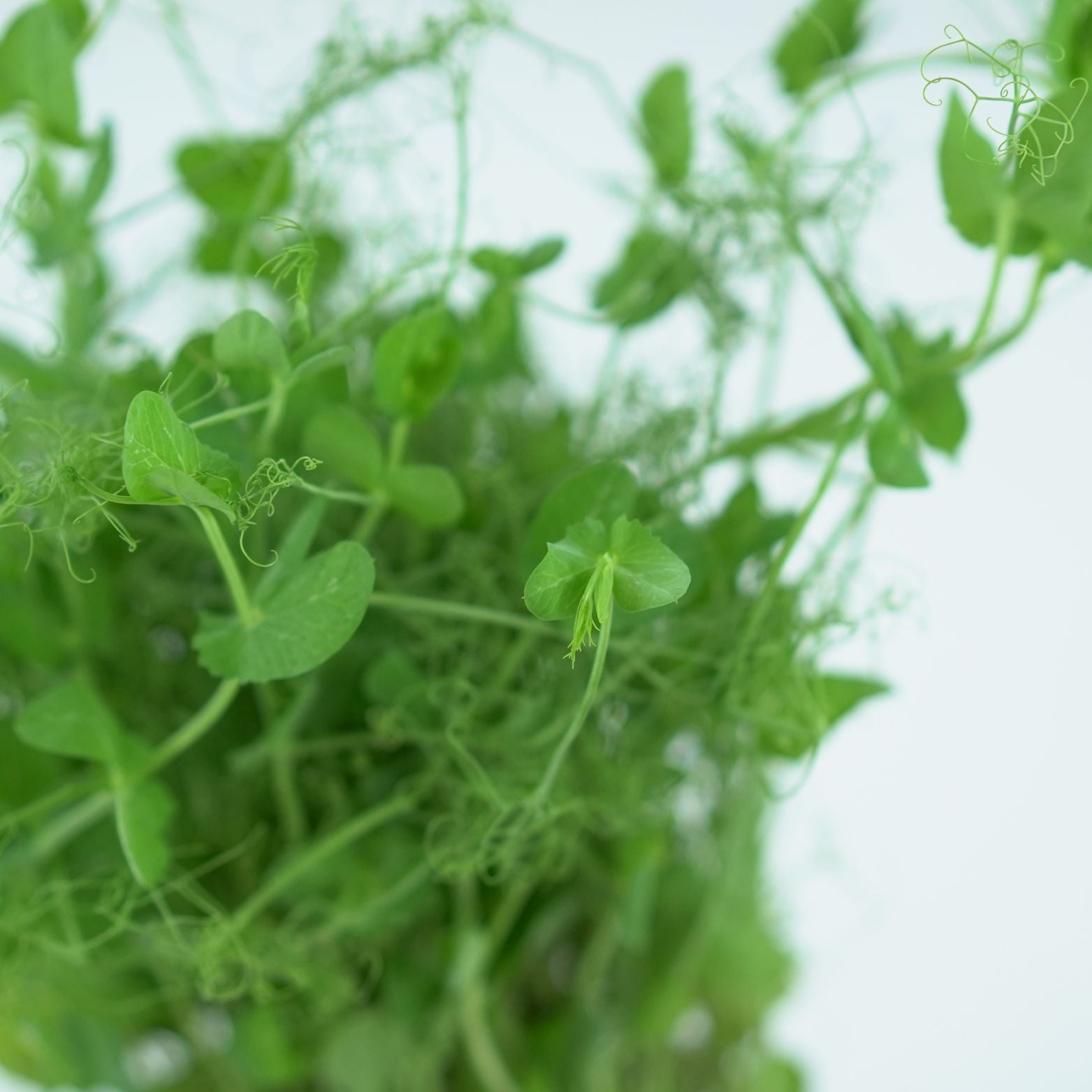 PISUM SATIVUM Groszek