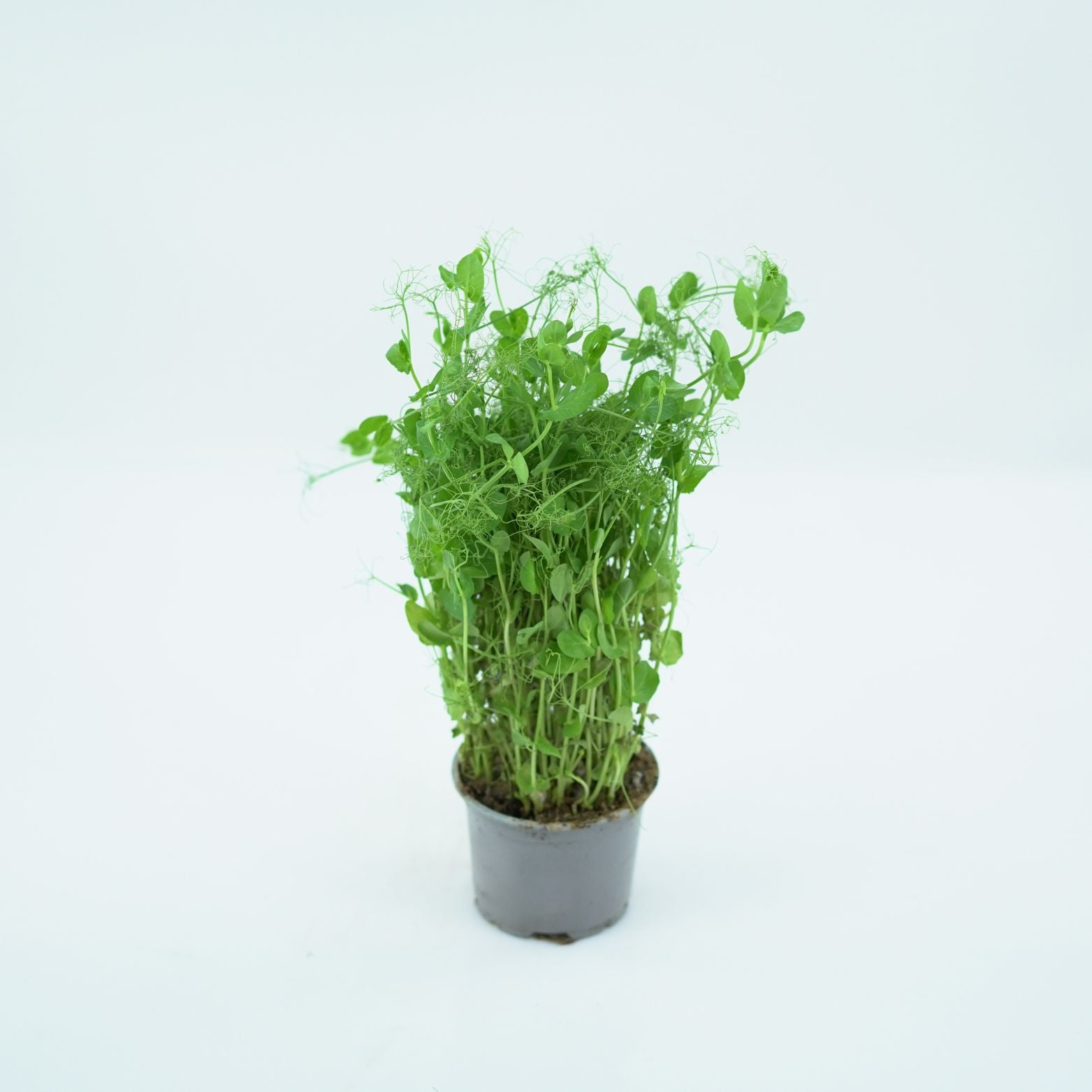 PISUM SATIVUM Groszek