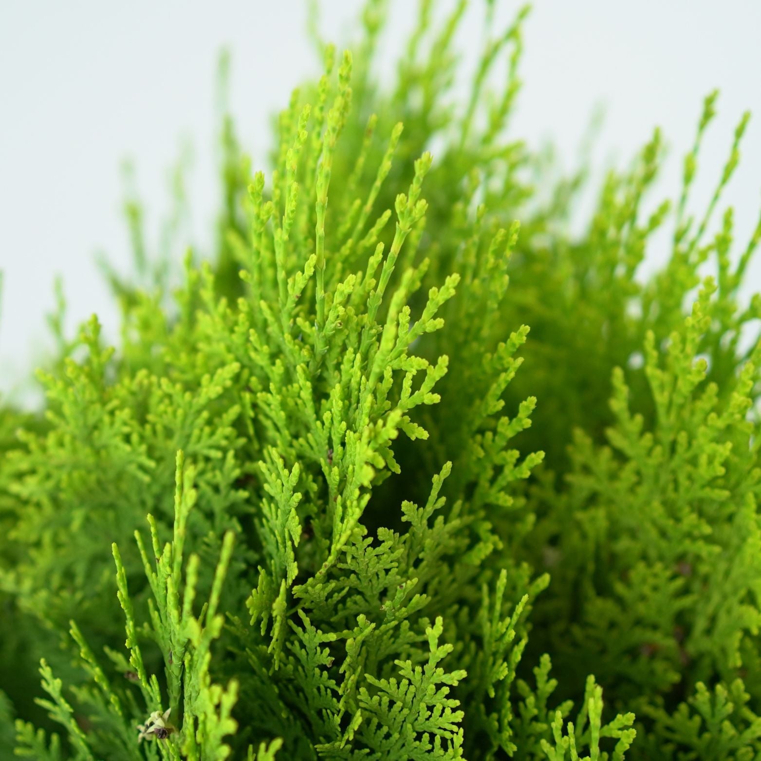 PLATYCLADUS ORIENTALIS 'AUREA NANA ' Żywotnik Wschodni