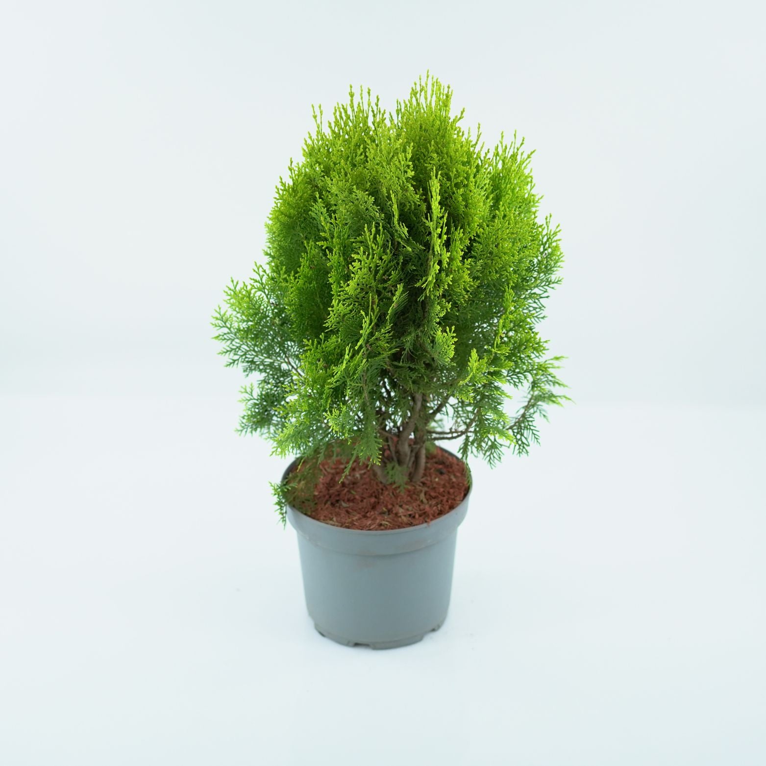 PLATYCLADUS ORIENTALIS 'AUREA NANA ' Żywotnik Wschodni