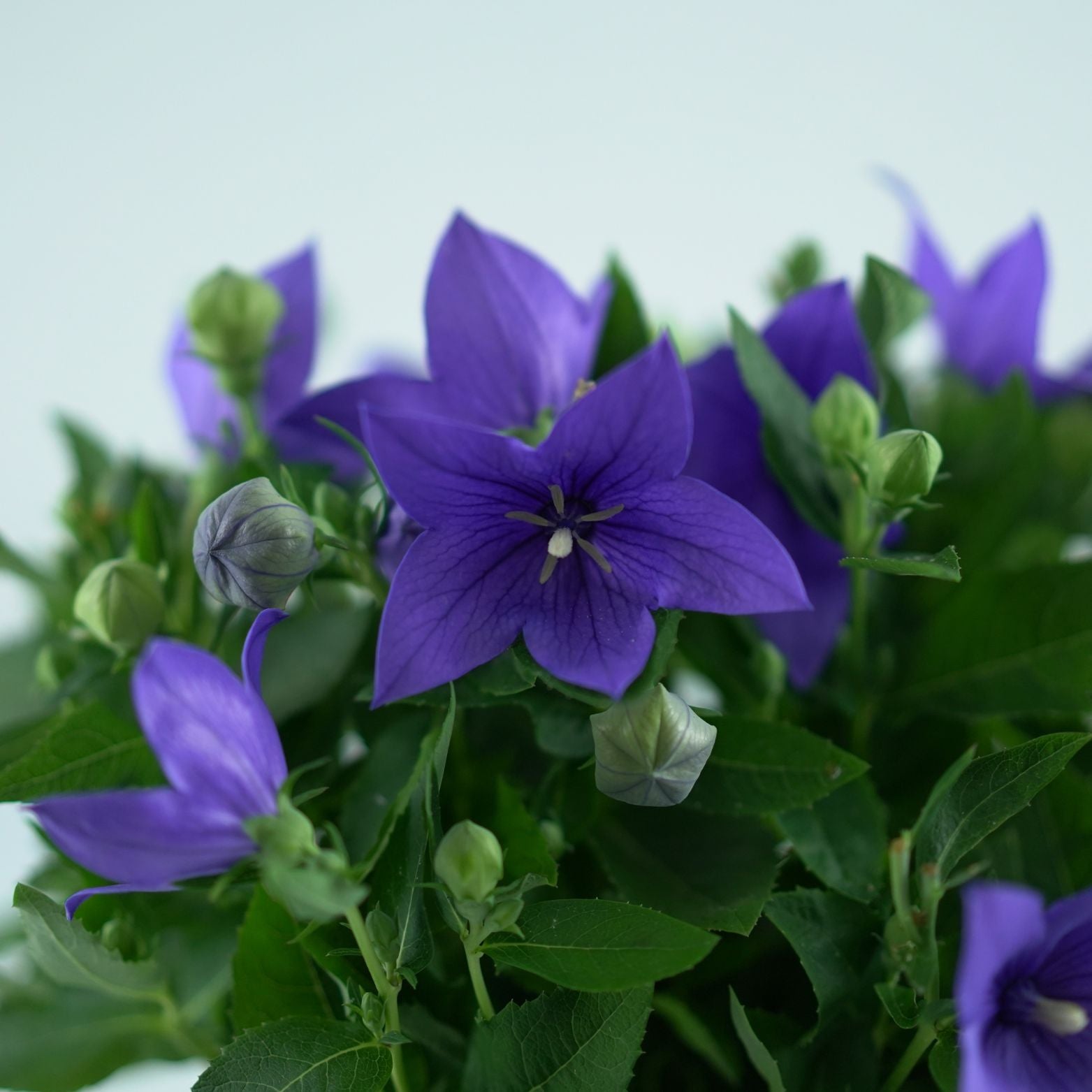 PLATYCODON GRANDIFLORUS 'Astra' Rozwar wielkokwiatowy