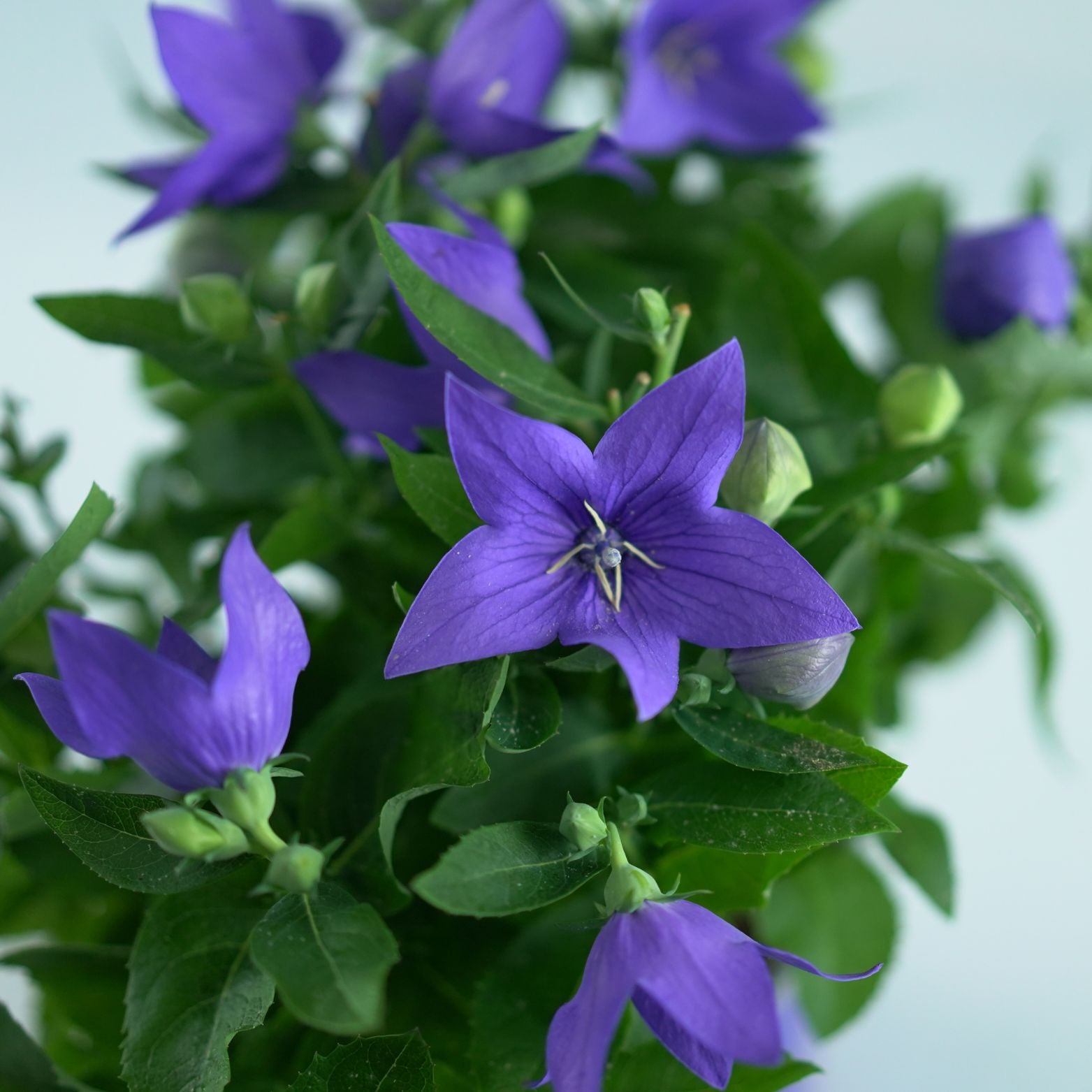PLATYCODON GRANDIFLORUS 'Astra' Rozwar wielkokwiatowy