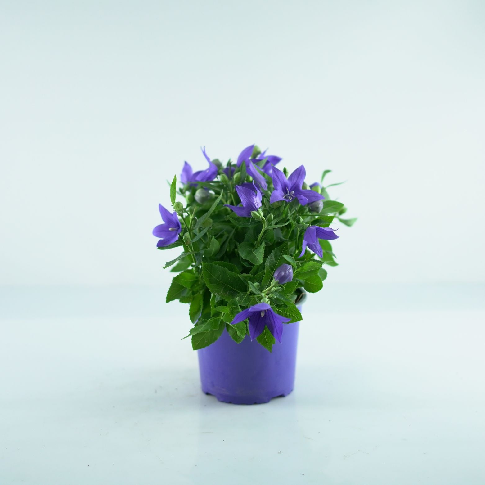 PLATYCODON GRANDIFLORUS 'Astra' Rozwar wielkokwiatowy