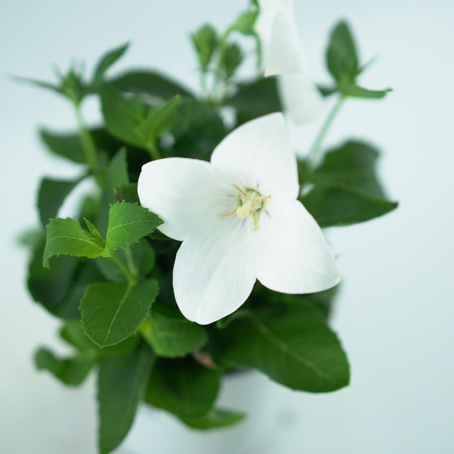 PLATYCODON GRANDIFLORUS Rozwar wielkokwiatowy