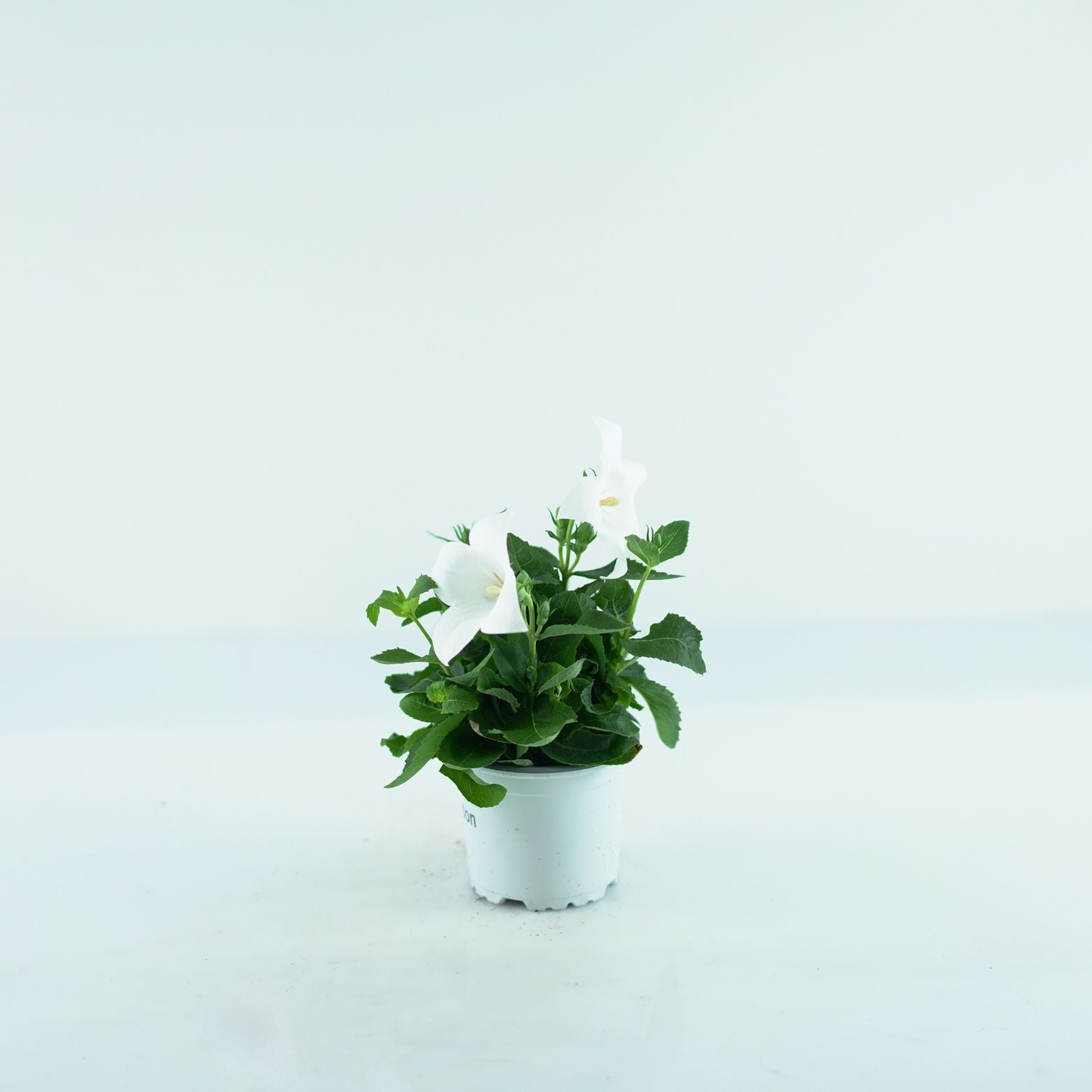 PLATYCODON GRANDIFLORUS Rozwar wielkokwiatowy