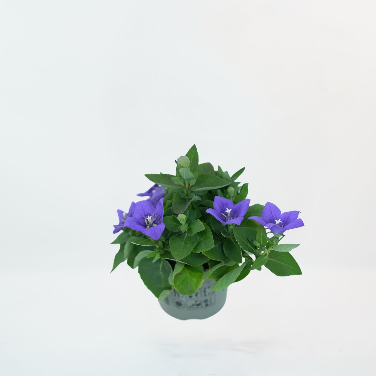 PLATYCODON GRANDIFLORUS Rozwar wielkokwiatowy