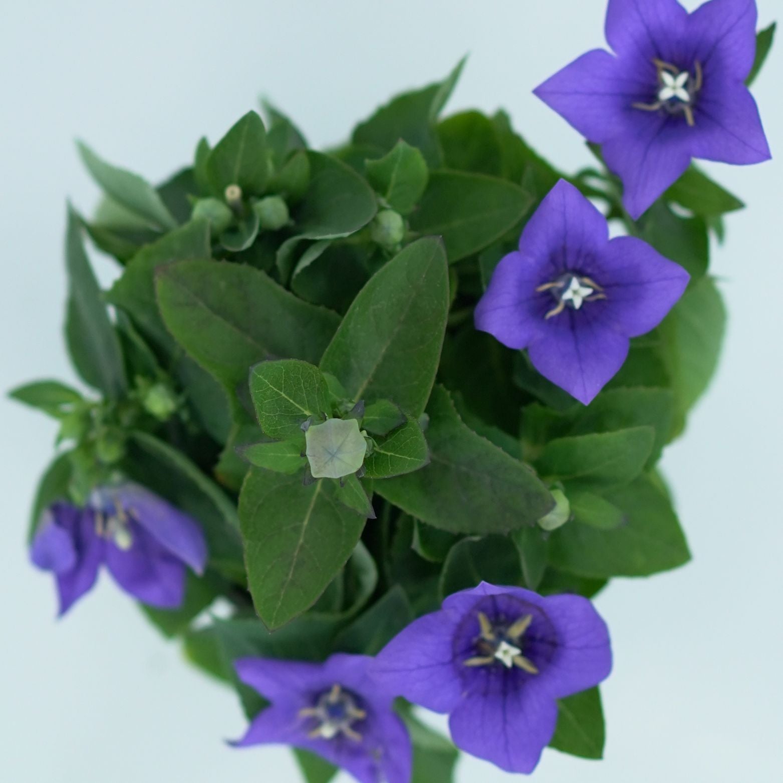 PLATYCODON GRANDIFLORUS Rozwar wielkokwiatowy