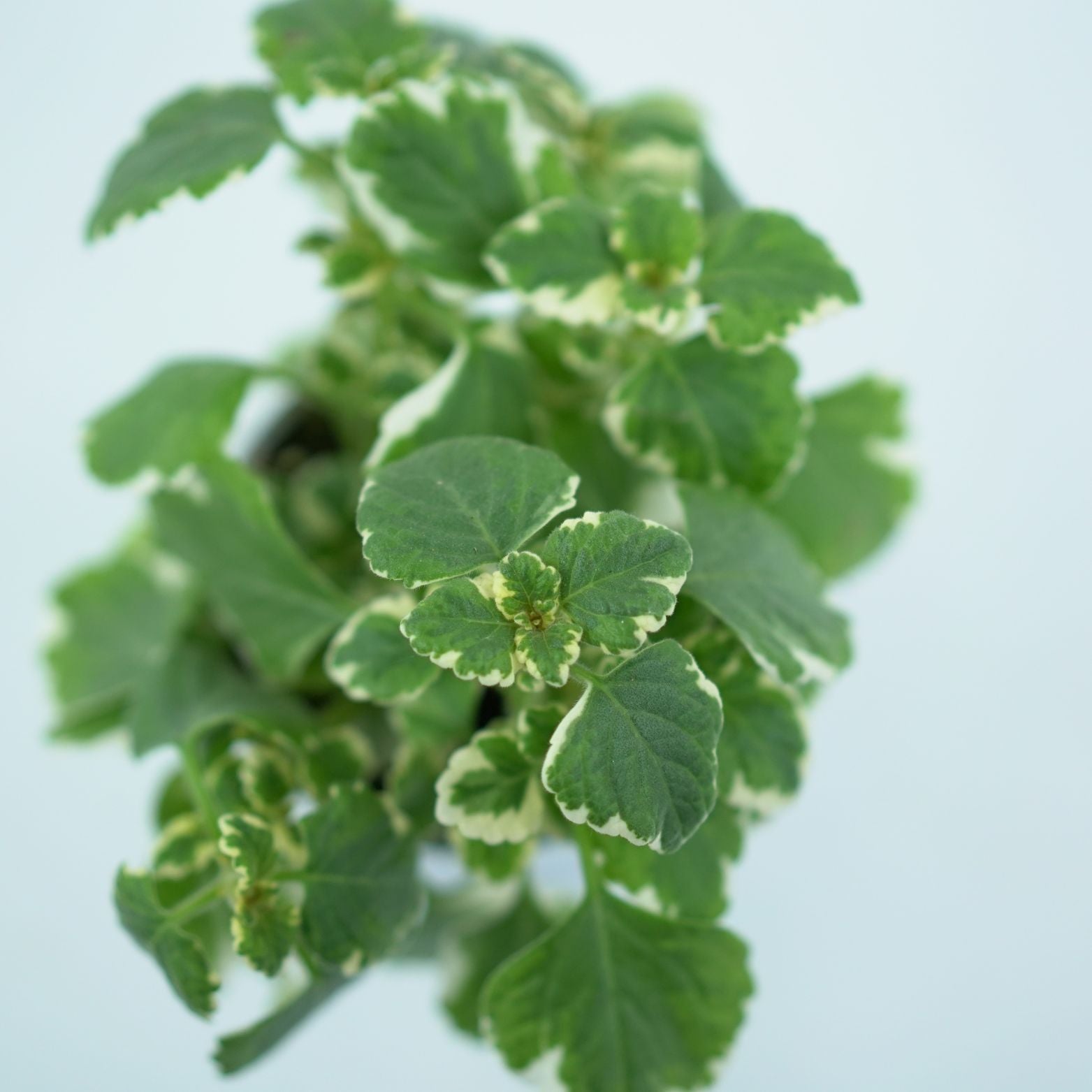 PLECTRANTHUS Komarzyca