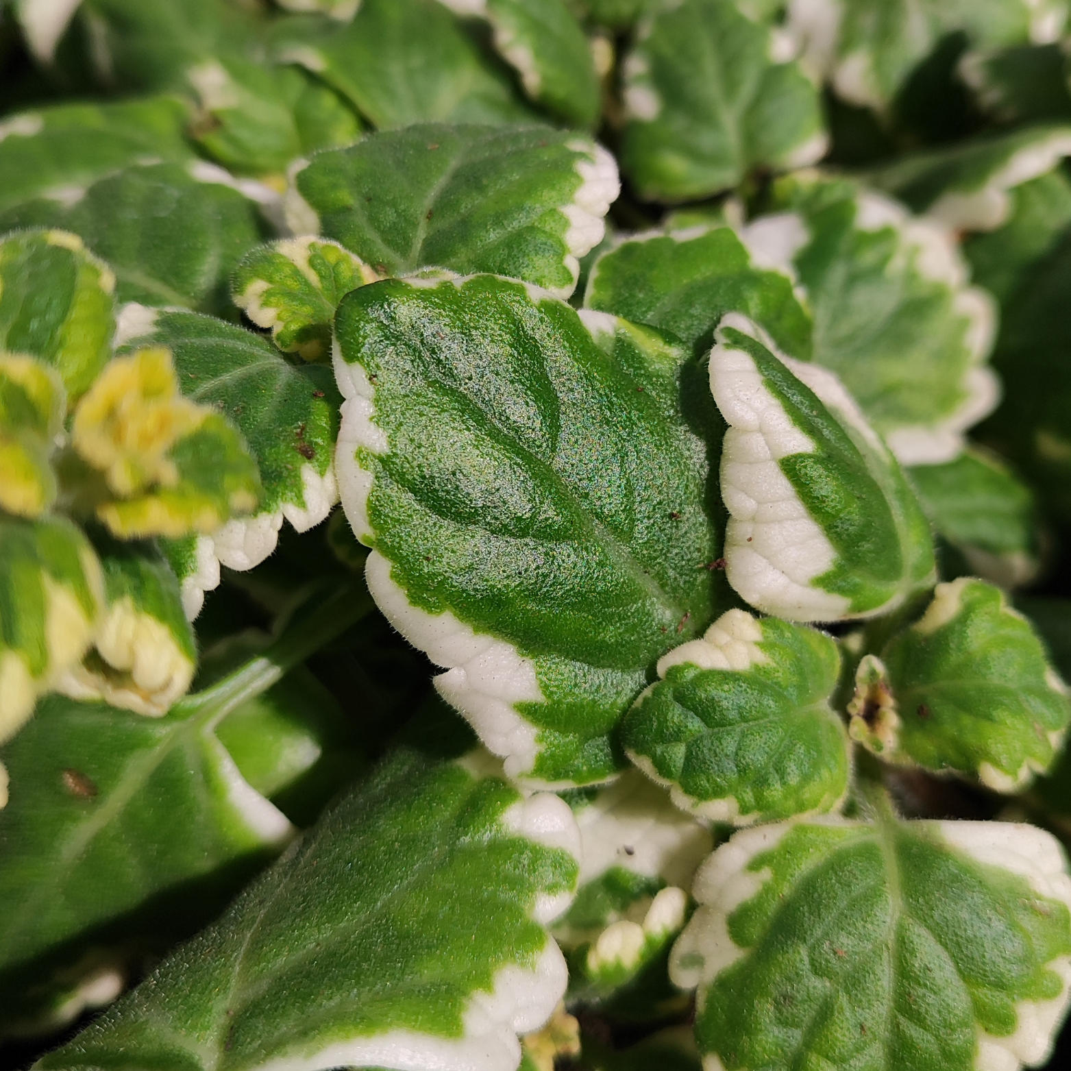 PLECTRANTHUS Komarzyca