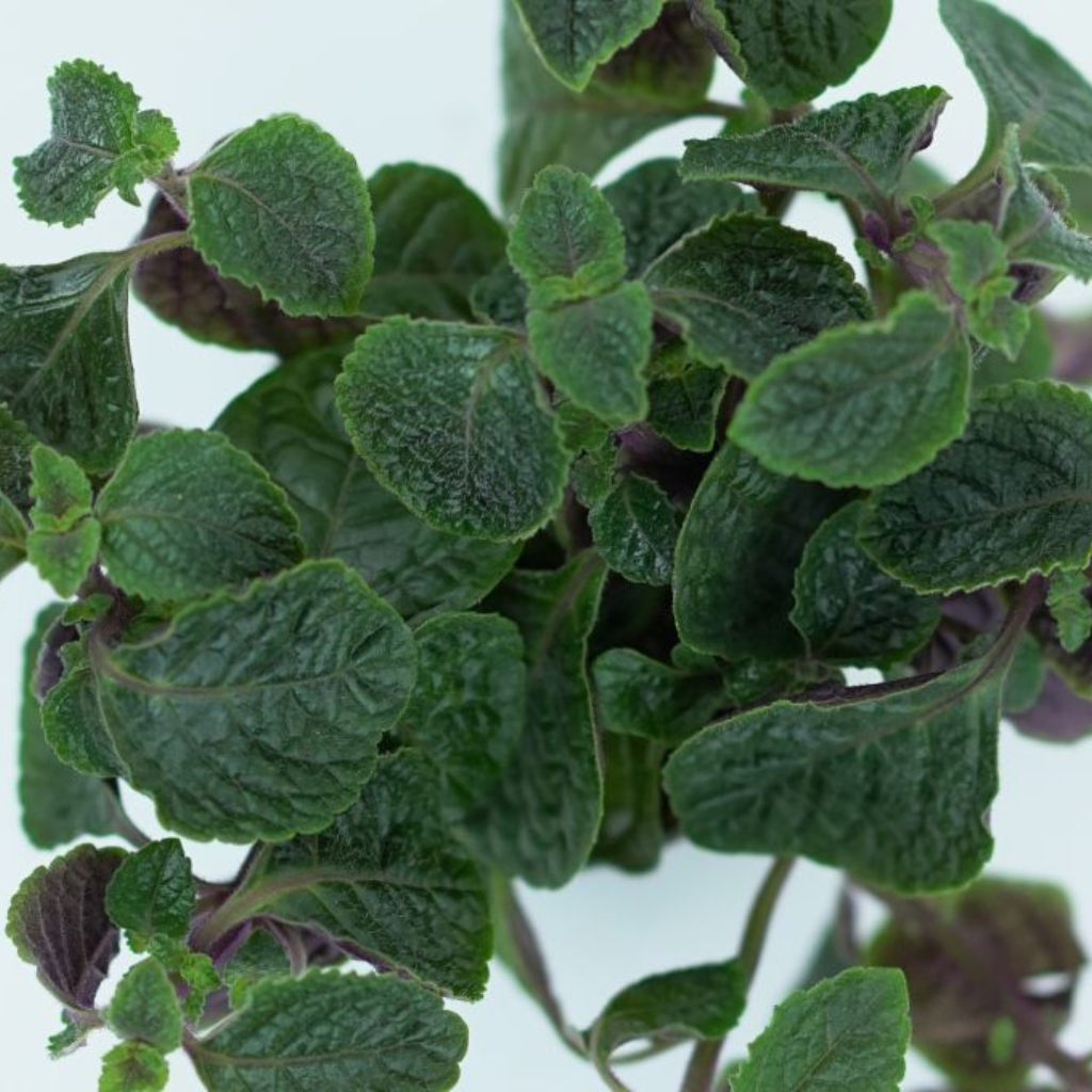 PLECTRANTHUS NICO Komarzyca