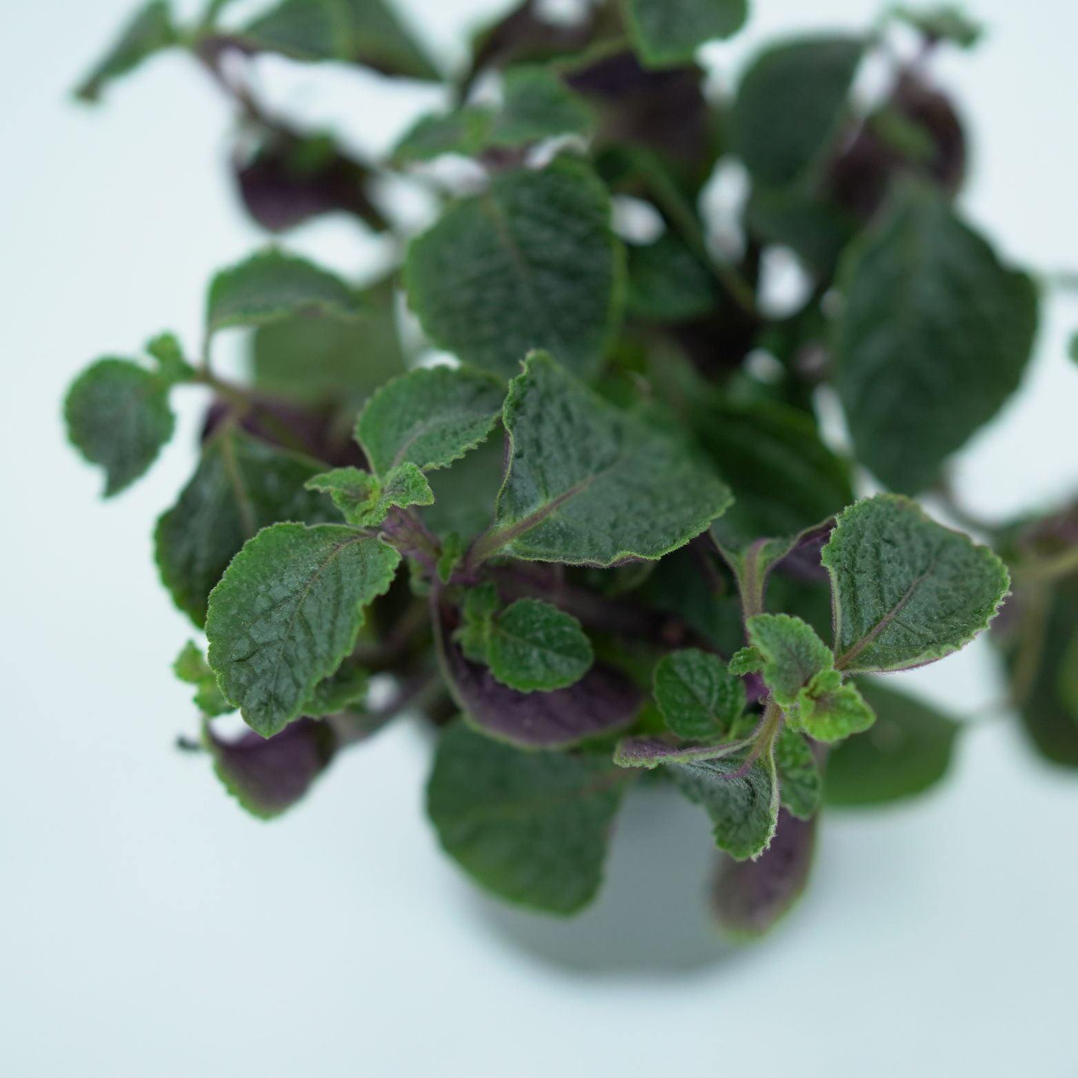 PLECTRANTHUS NICO Komarzyca