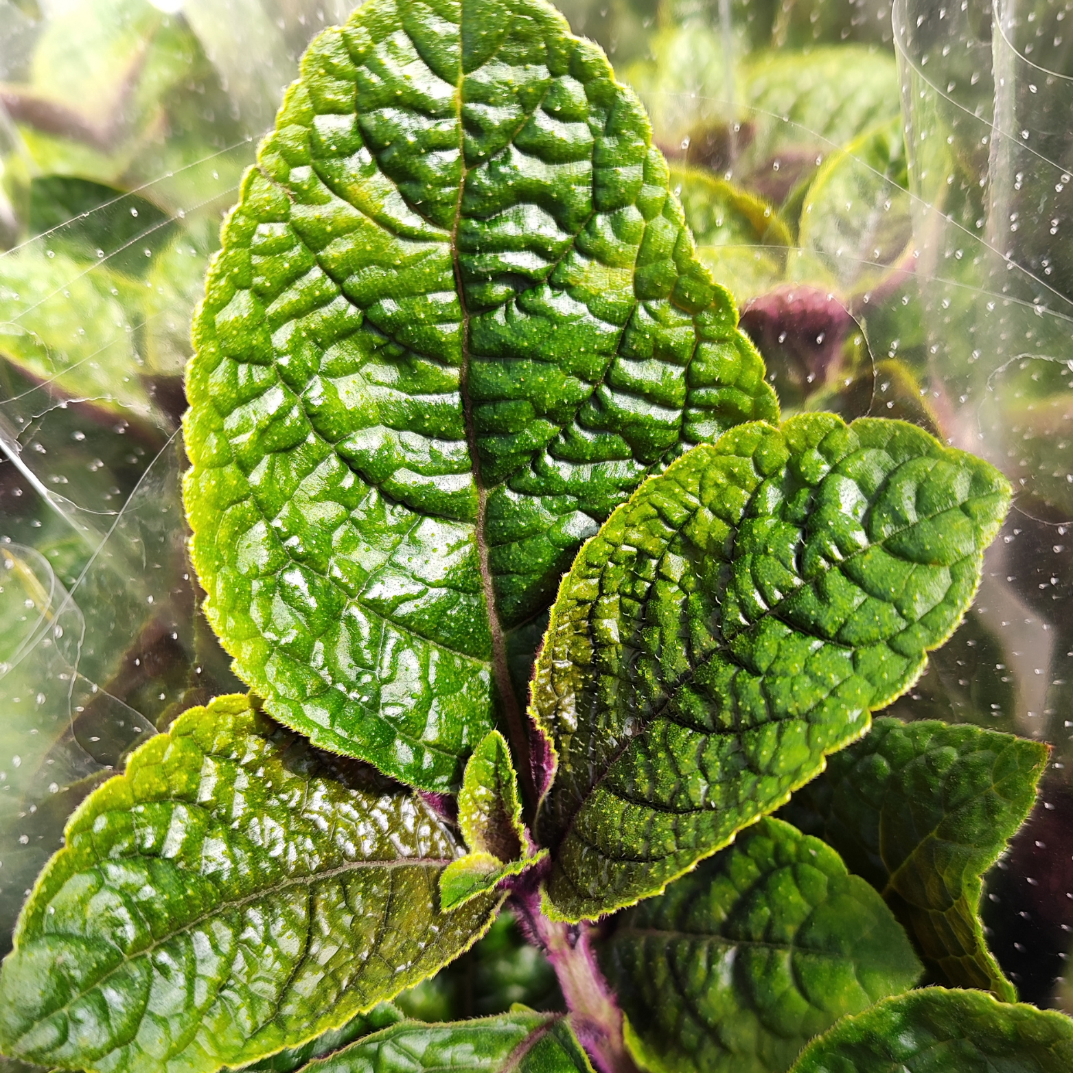 PLECTRANTHUS 'NICO' Komarzyca