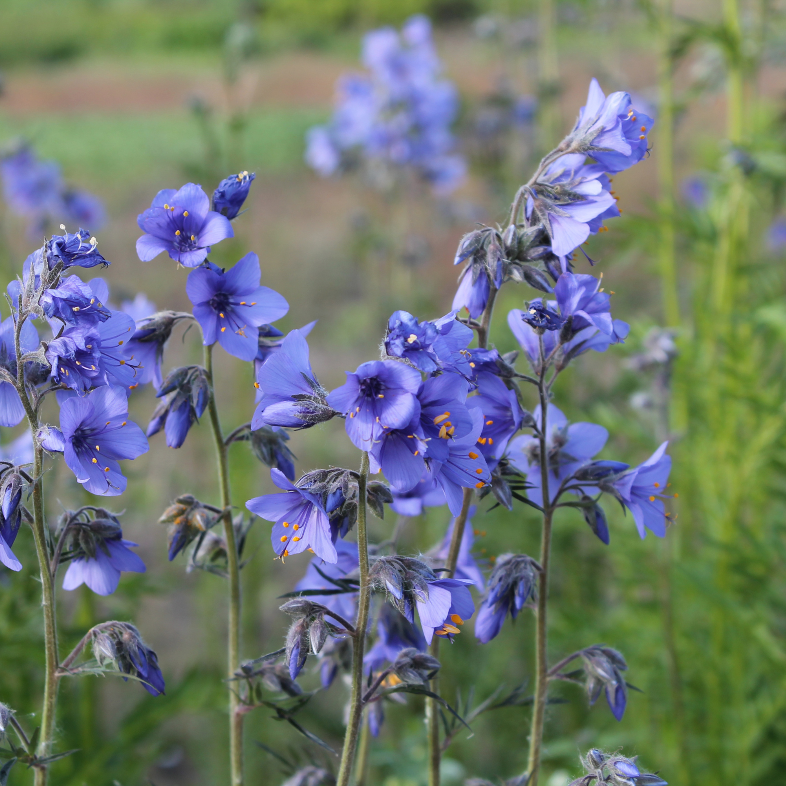 Polemonium caeruleum ‘Bambino Blue’ 