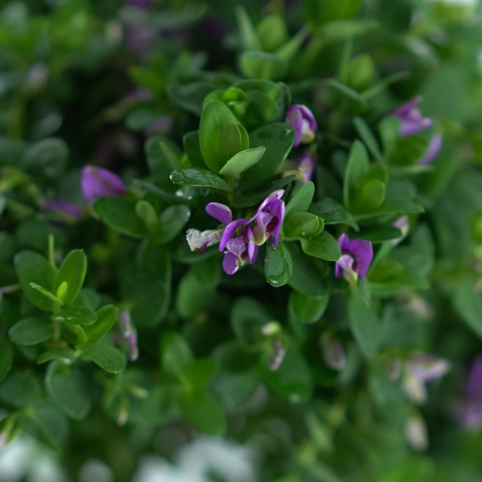 POLYGALA MYRTIFOLIA 'Bibi Pink'