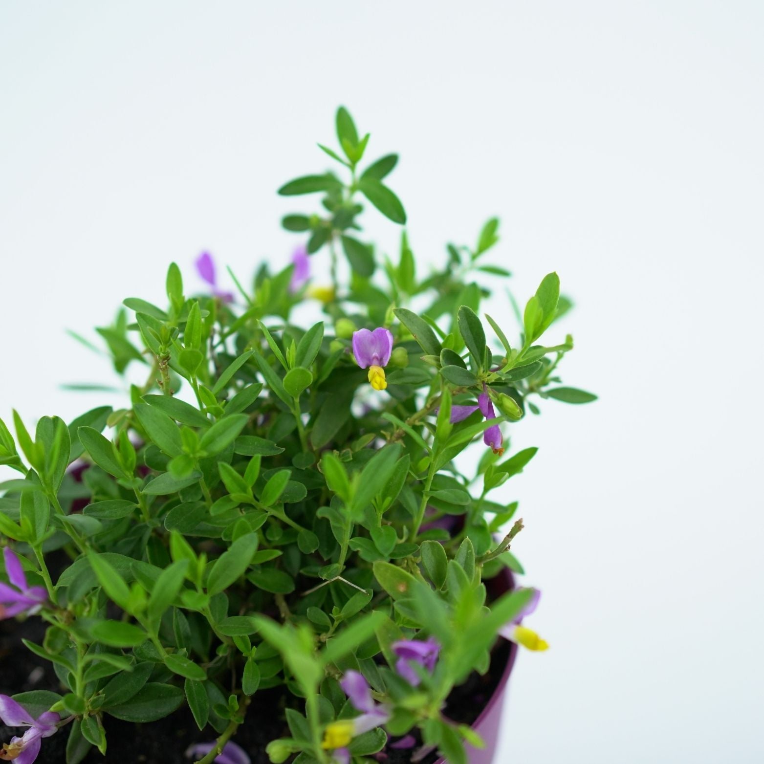 POLYGALA Krzyżownica
