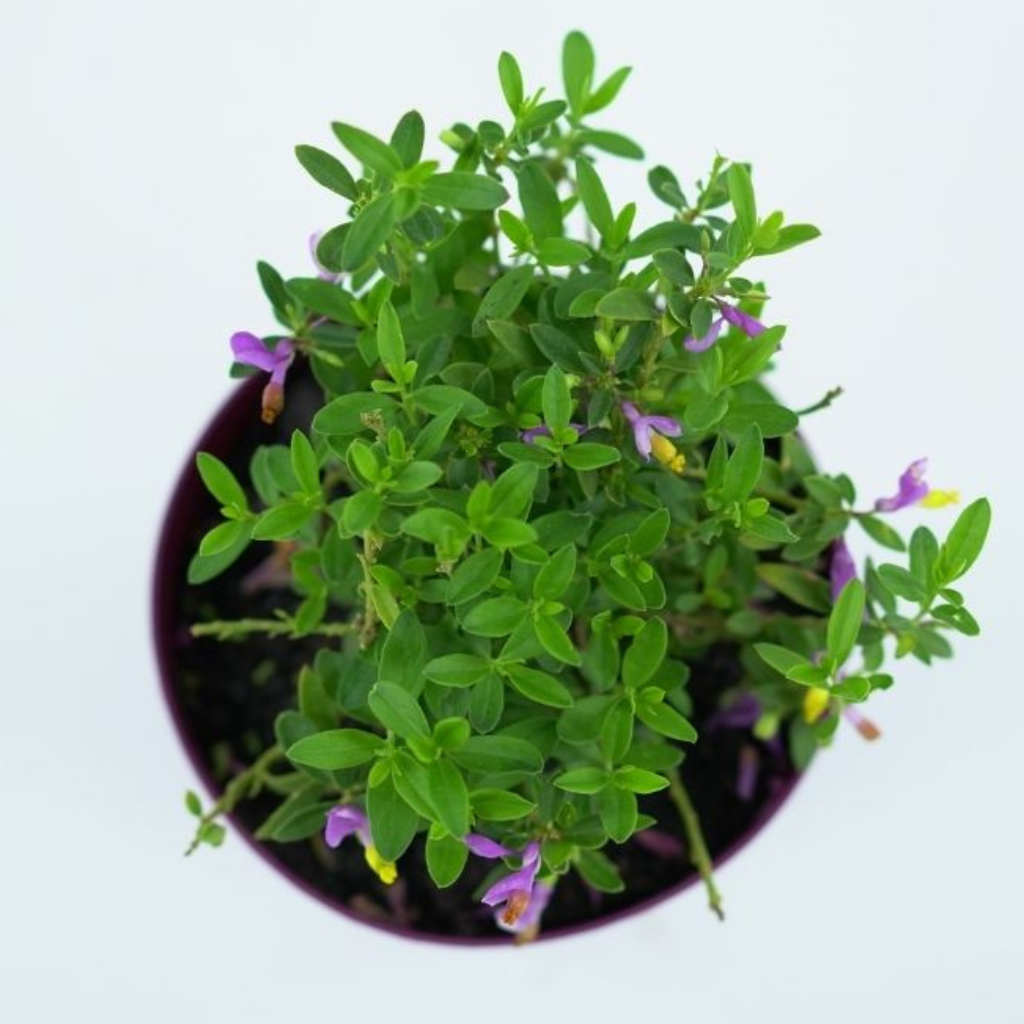 POLYGALA Krzyżownica
