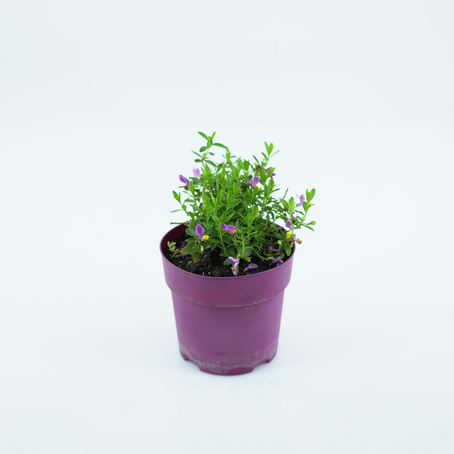 POLYGALA Krzyżownica