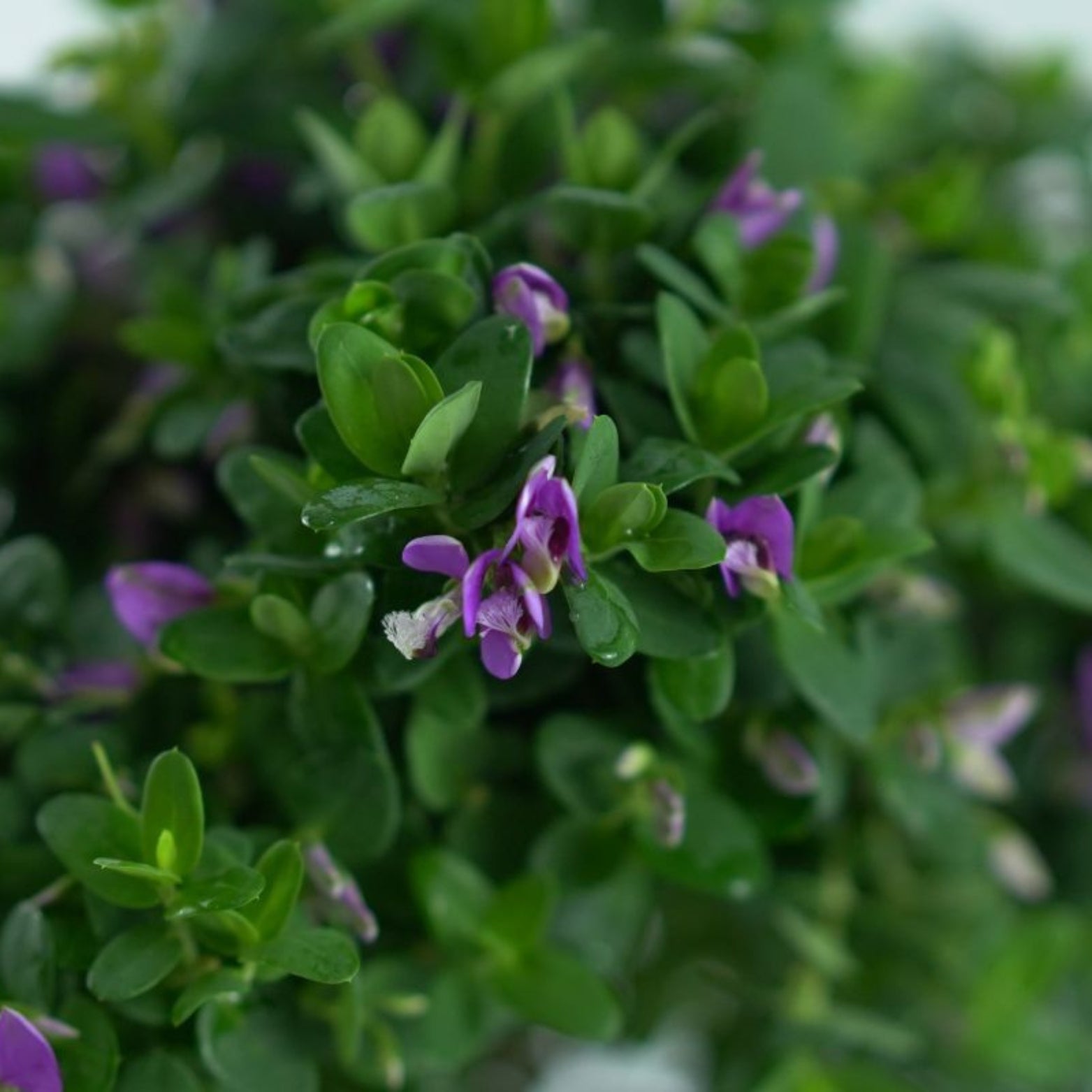 POLYGALA MYRTIFOLIA 'Bibi Pink'