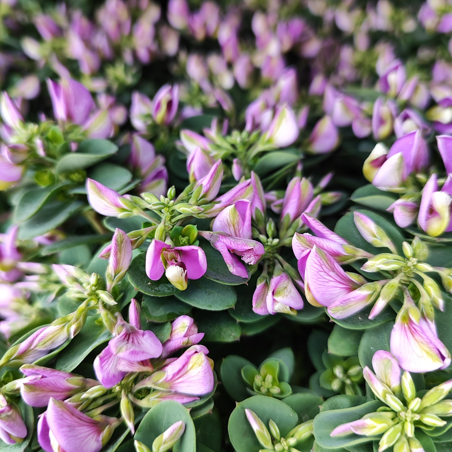 POLYGALA MYRTIFOLIA 'Bibi Pink'