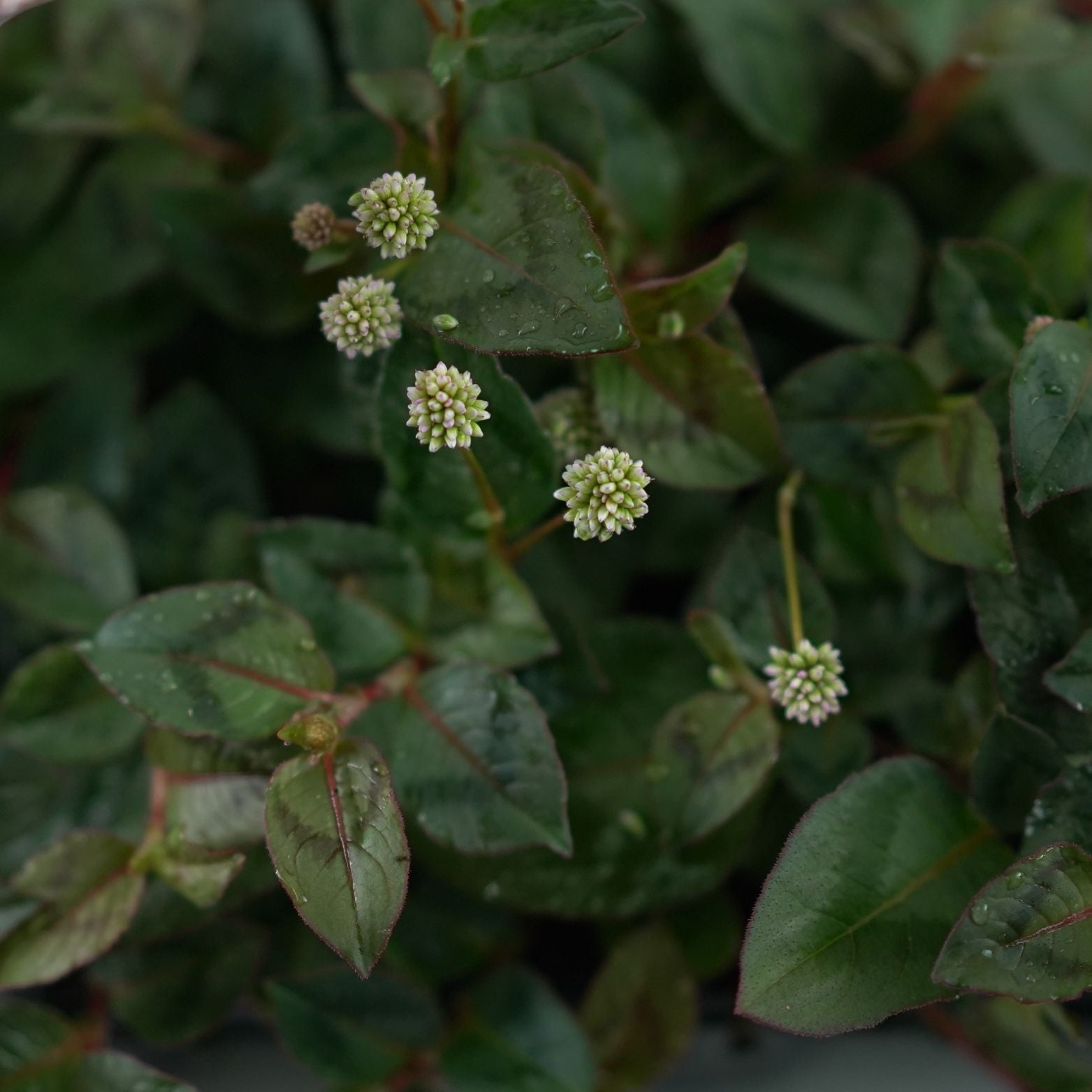 POLYGONUM CAPITATUM Rdest
