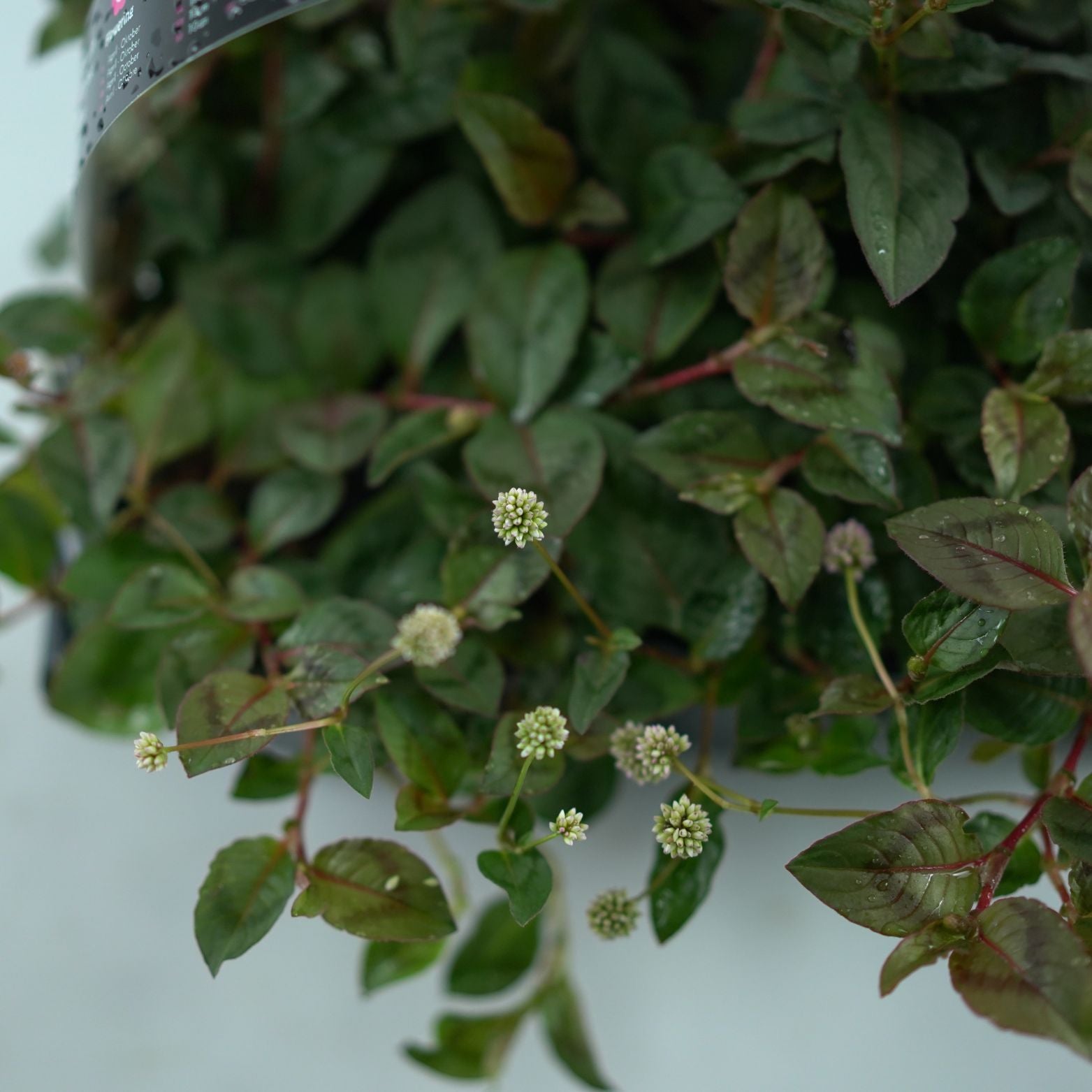 POLYGONUM CAPITATUM Rdest