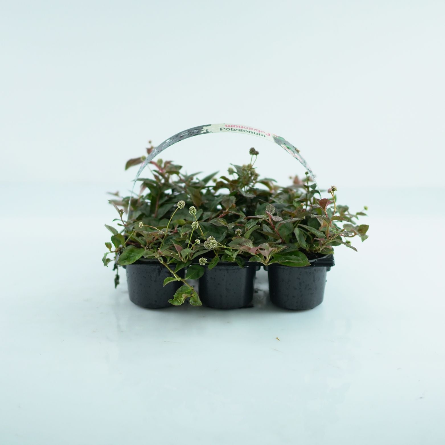 POLYGONUM CAPITATUM Rdest