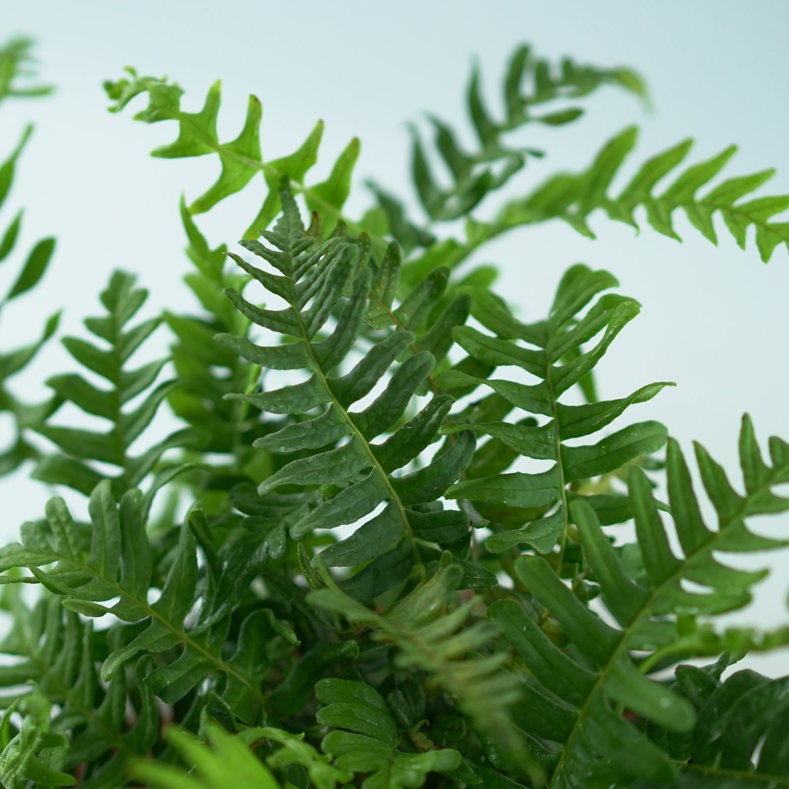 POLYPODIUM VULGARE Paproć