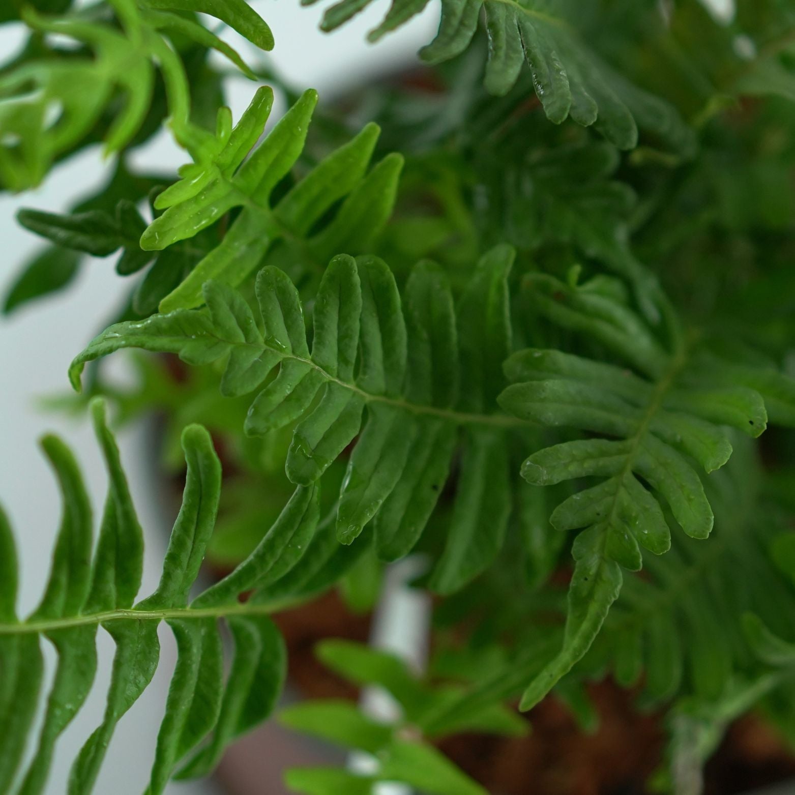 POLYPODIUM VULGARE Paproć