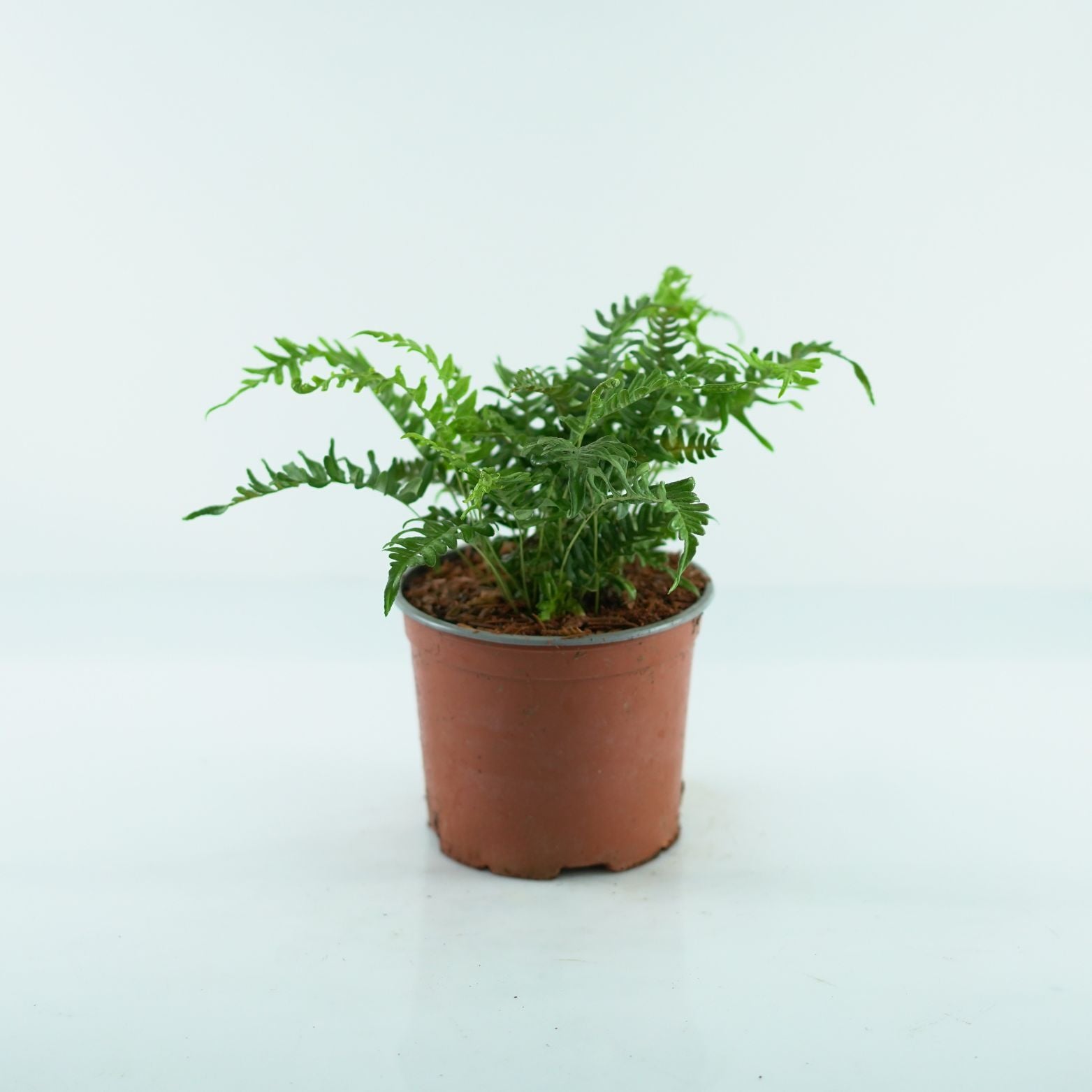 POLYPODIUM VULGARE Paproć
